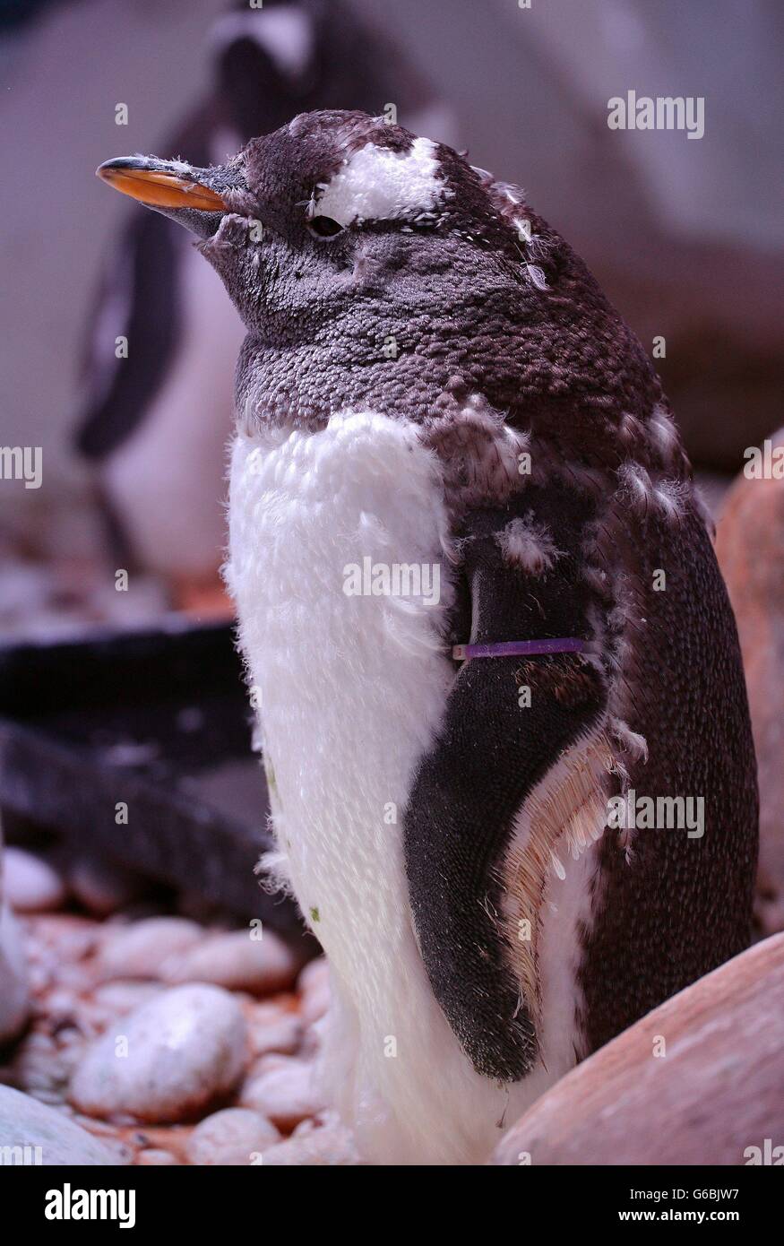 Kate, die nach der Herzogin von Cambridge benannt wurde, beginnt ihr Gefieder in der jährlichen saisonalen Gentoo Penguin Molt zu vergießen, die etwa drei Wochen lang im London Aquarium am Südufer der Themse dauert. Stockfoto