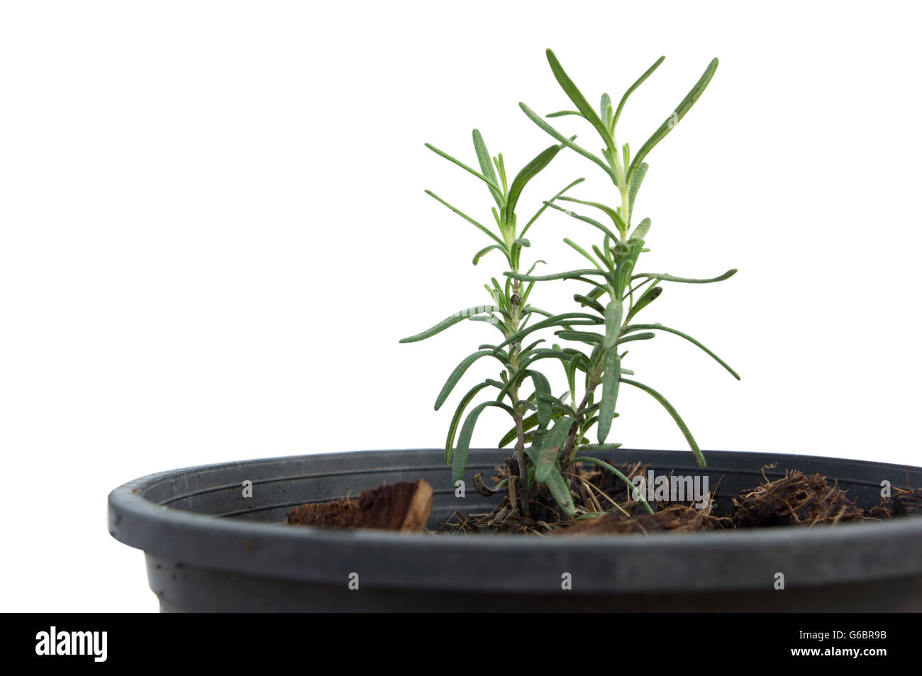 Rosemary Pflanze Topf grüne Kraut frisch Stockfoto