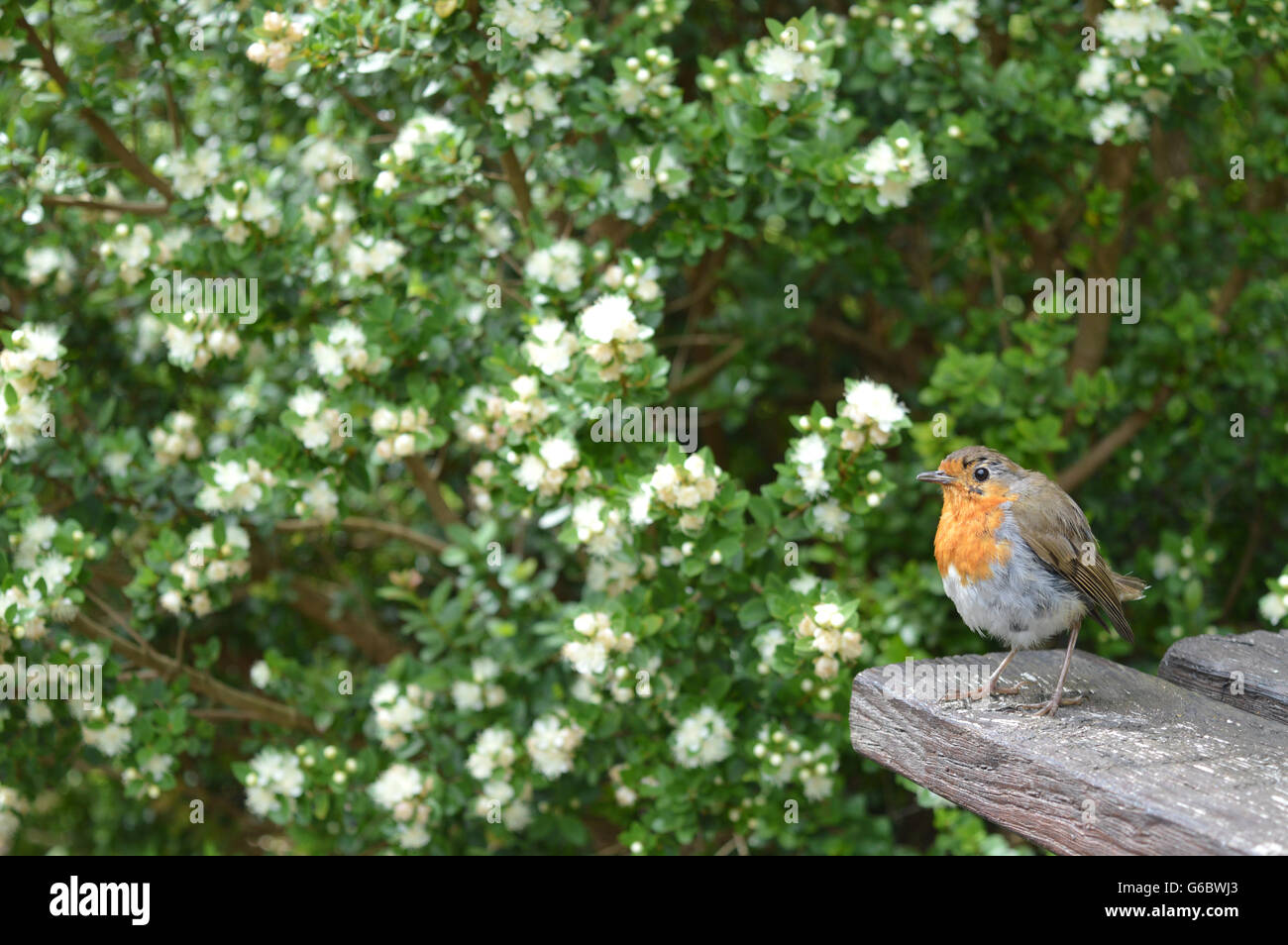 Vogel sitzt auf einem Tisch in der Natur. Stockfoto