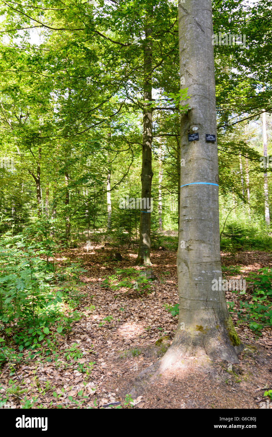 Wald-Friedhof (Friedhof Urn Belegung Plätze unter Bäumen): Grab Markierungen an Bäumen, Bad Teinach-Zavelstein, Deutschland, Baden-Württemberg Stockfoto