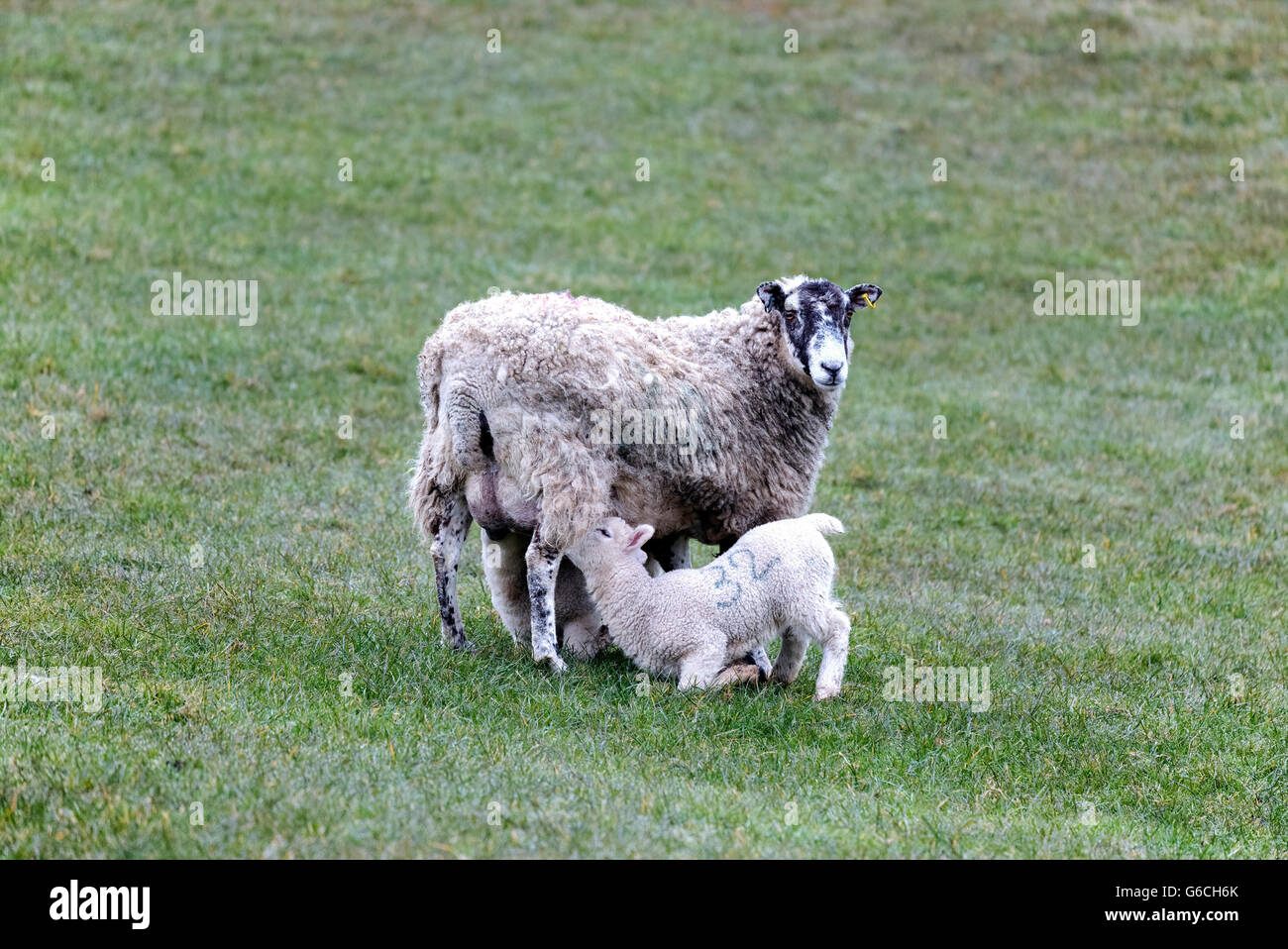 eine Mutter Schafe füttern ihr Lamm in Dorset, England, UK Stockfoto