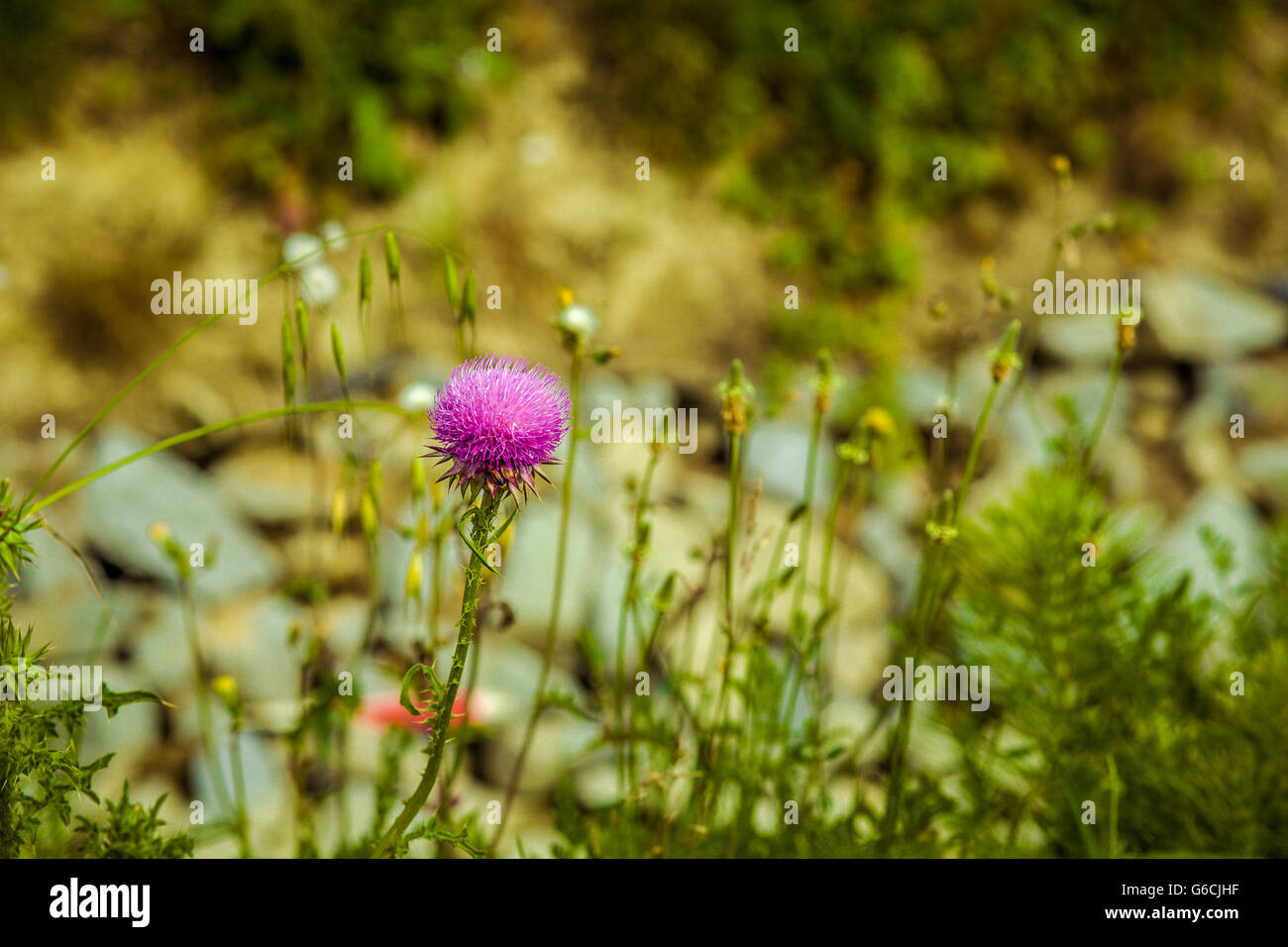 Dornige lila Wiesenblumen, Distel Stockfoto