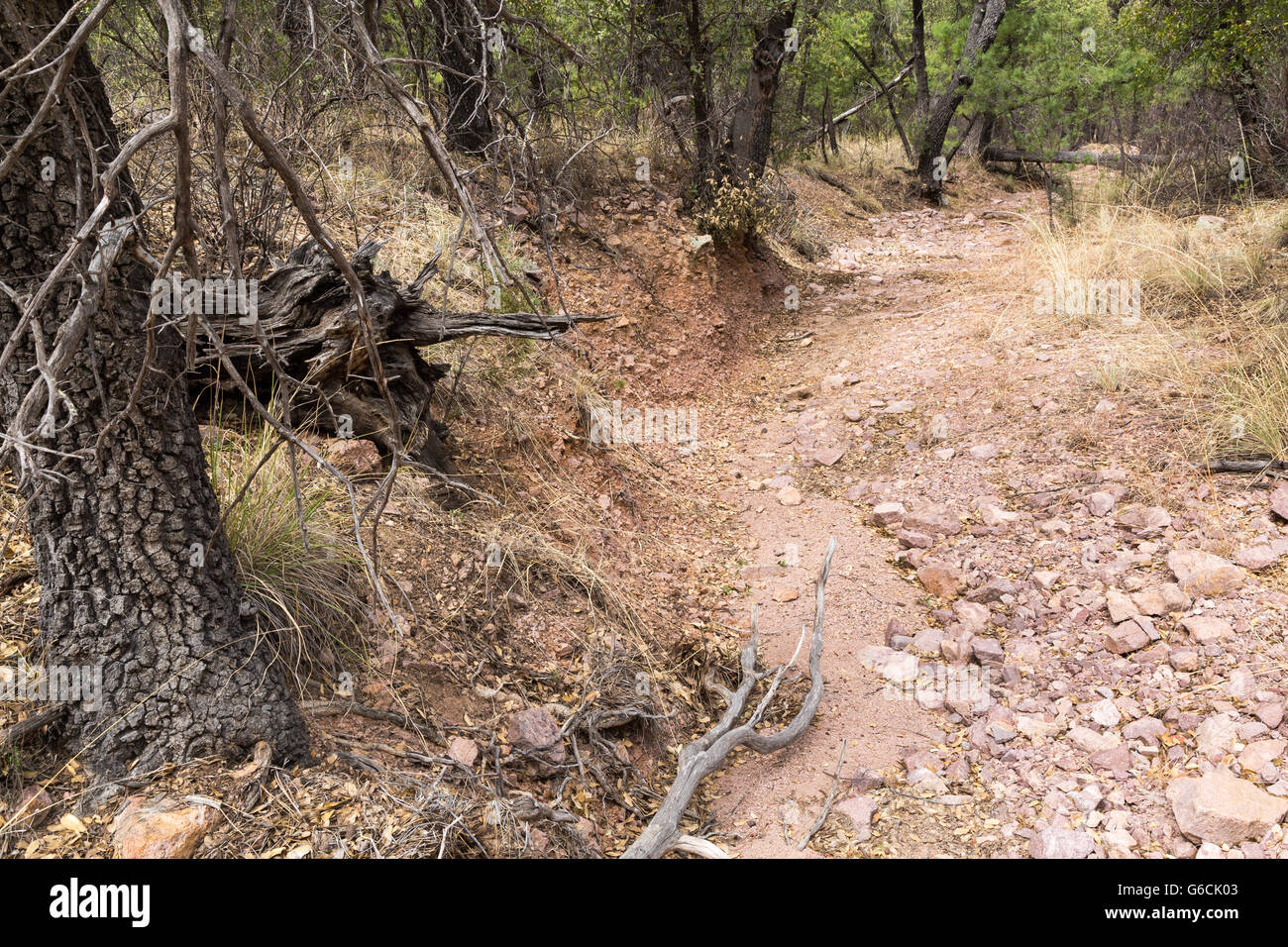 Eine trockene Bachbett Biegung durch einen Wald von Eichen in den Canelo Hills. Coronado National Forest, Arizona Stockfoto