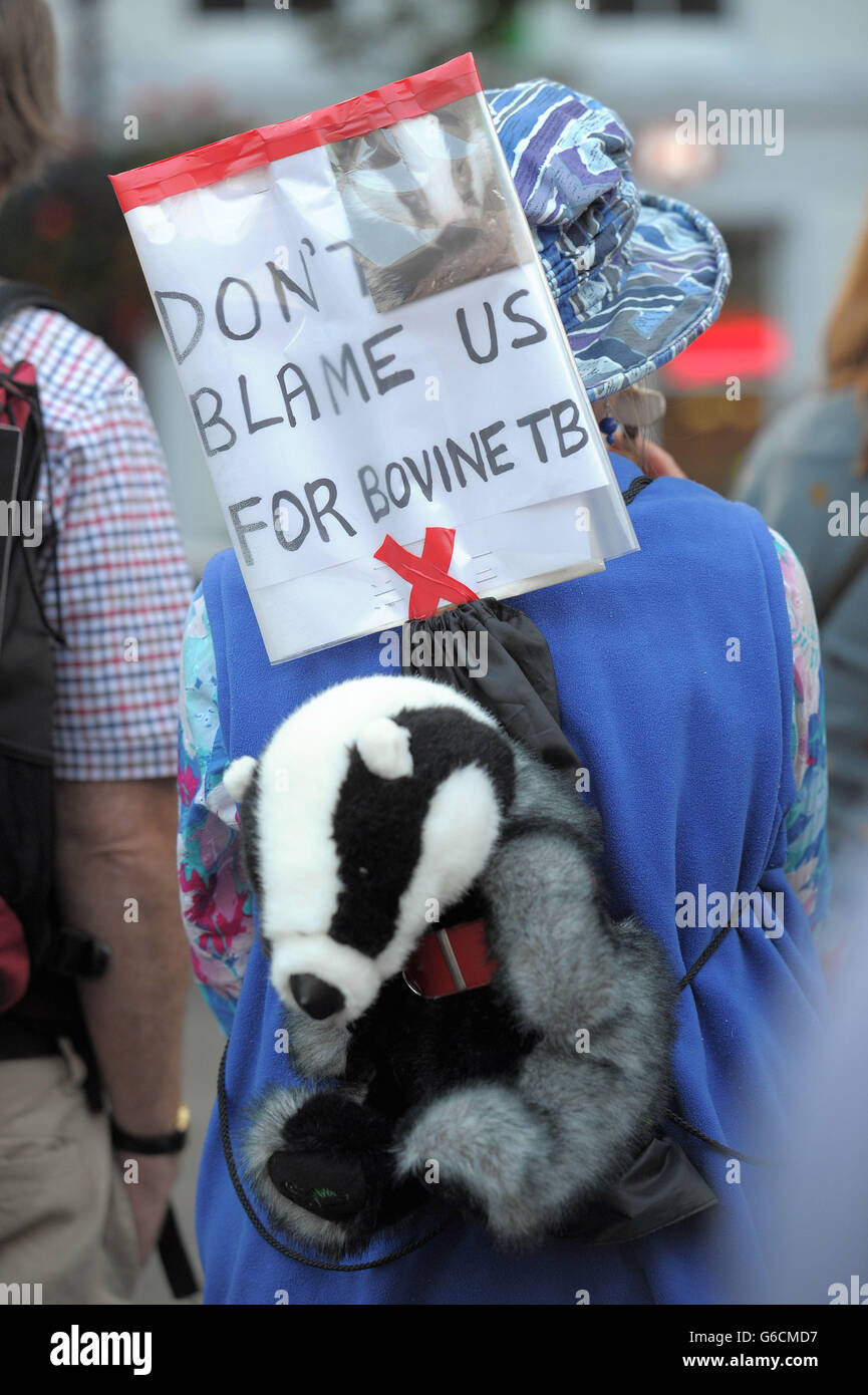 Ein Protestler in Minehead während einer von Somerset Badger Patrol organisierten Veranstaltung gegen die geplante Keulung. Stockfoto