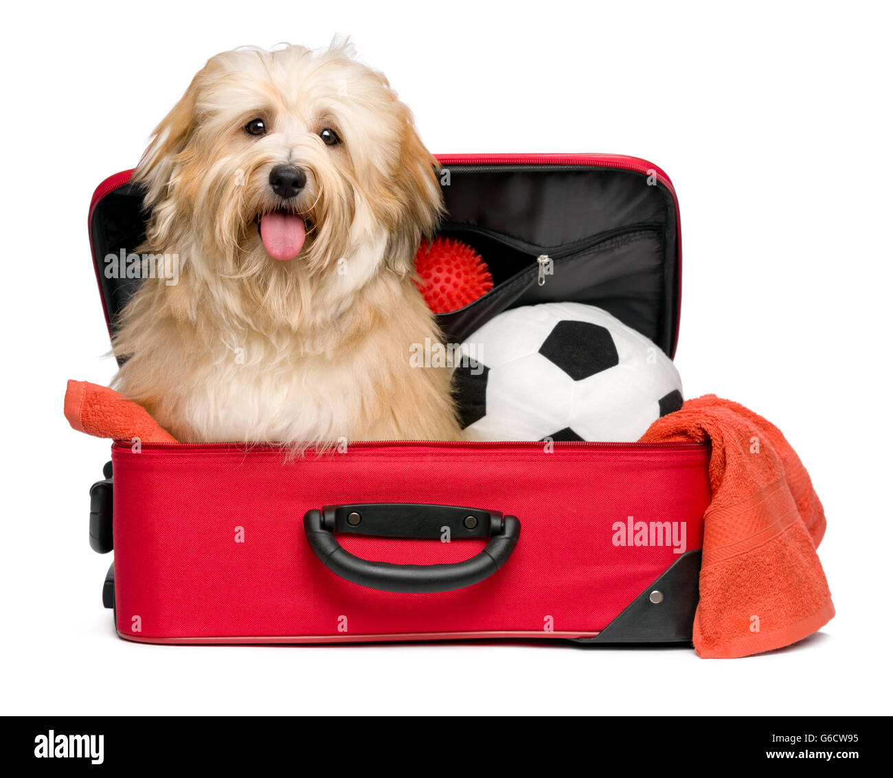 Glücklich rötliche Bichon Havaneser sitzt Hund in einem roten Koffer mit seinem Fußball und Spielzeug unterwegs und warten auf Abfahrt Stockfoto