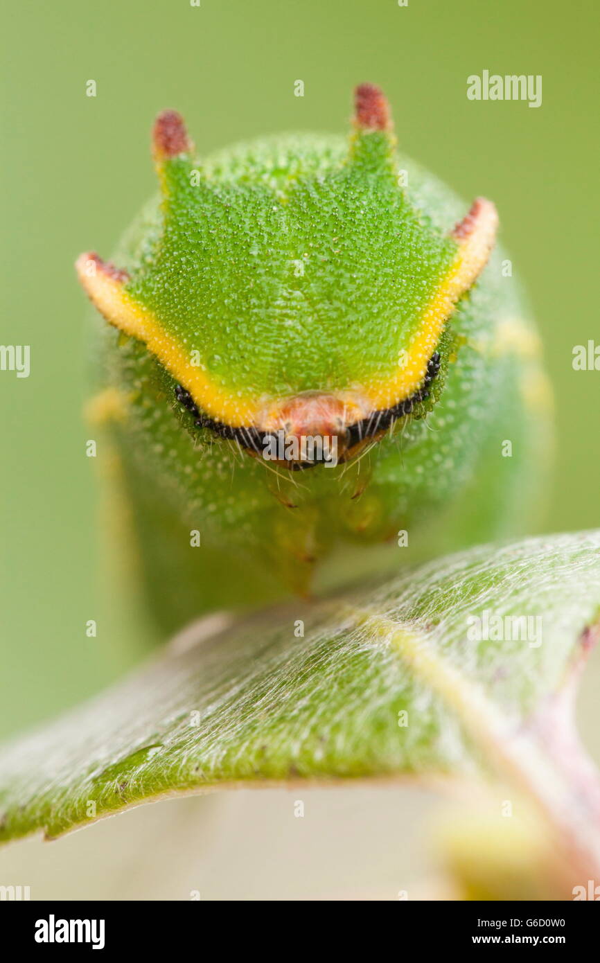 Foxy Kaiser, Raupe / (Charaxes Jasius) Stockfoto