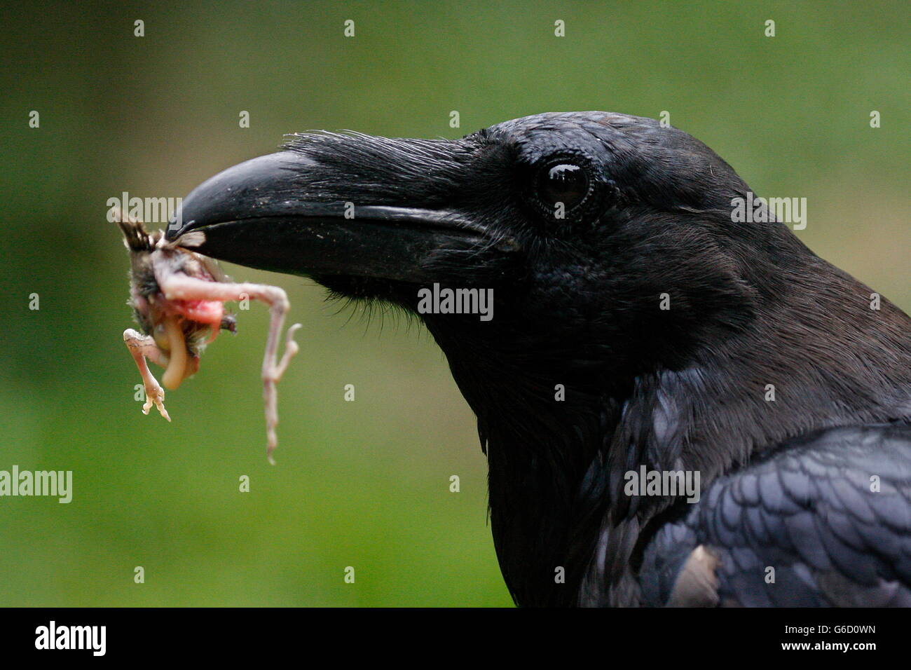nördlichen Rabe, Deutschland / (Corvus Corax) Stockfoto