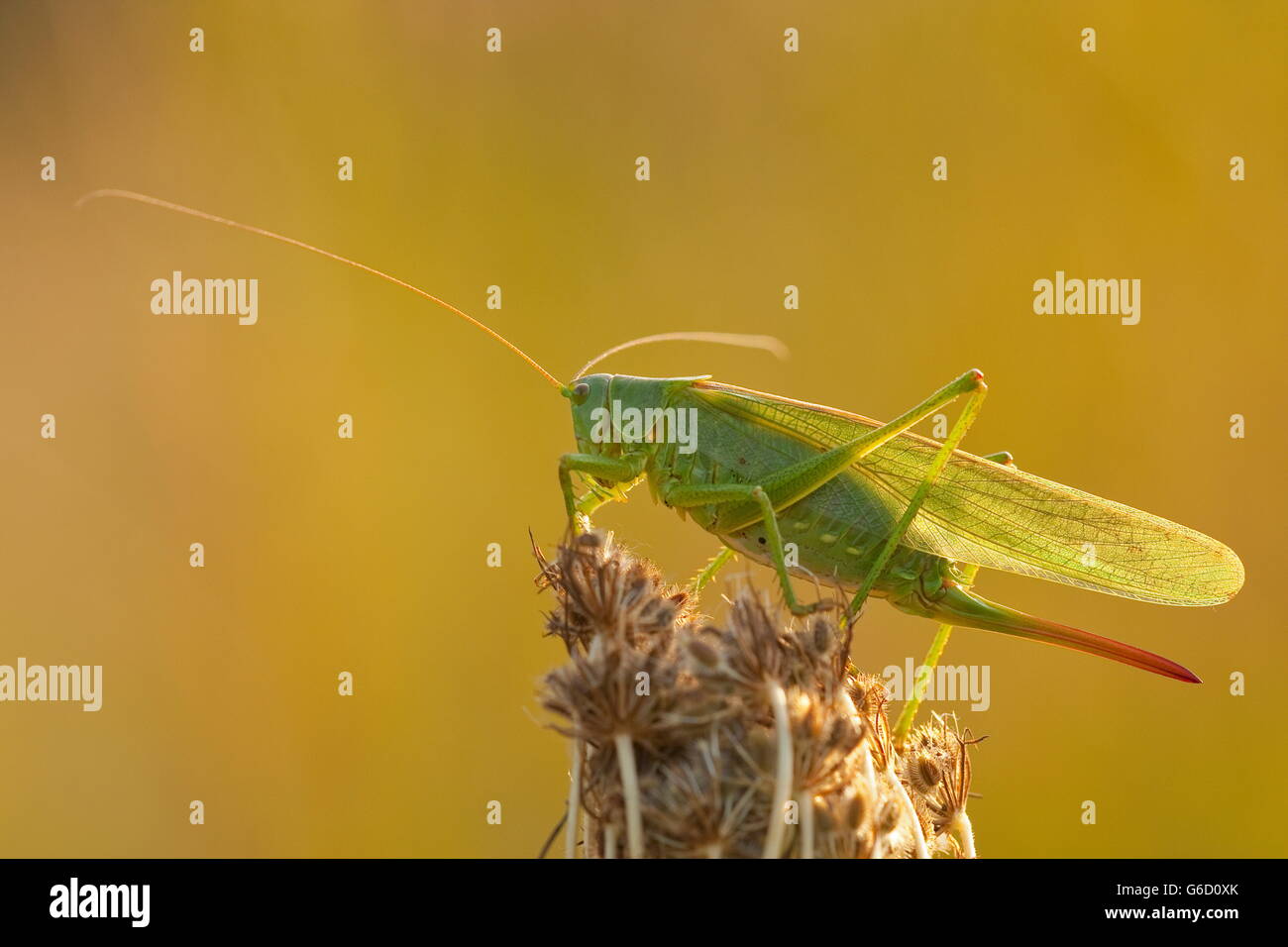 Große grüne Bush-Cricket, Deutschland / (Tettigonia Viridissima) Stockfoto