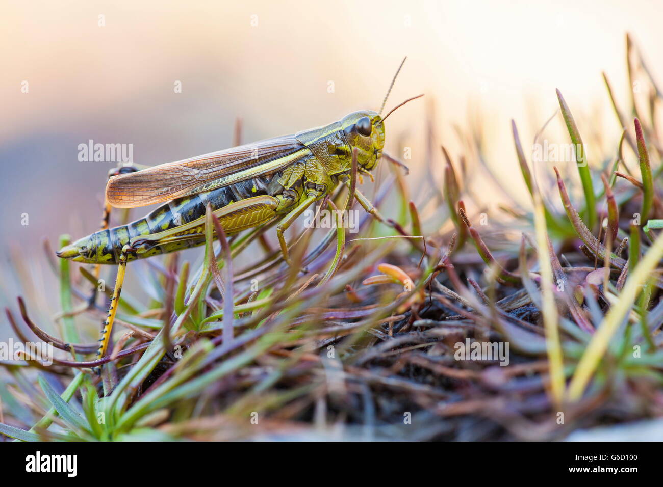 , Deutschland / (Stethophyma Grossum) Stockfoto