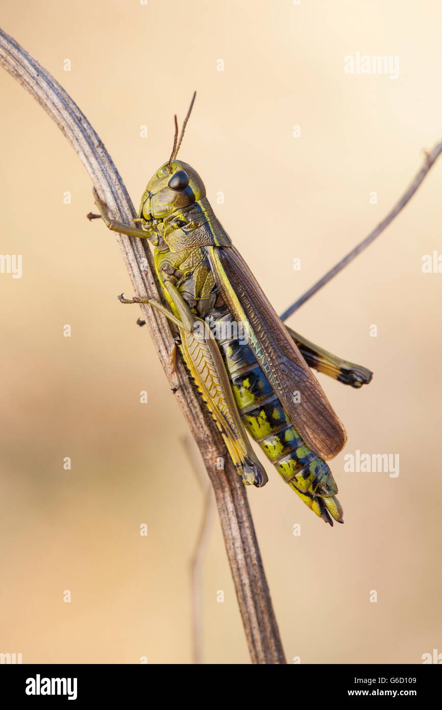 , Deutschland / (Stethophyma Grossum) Stockfoto
