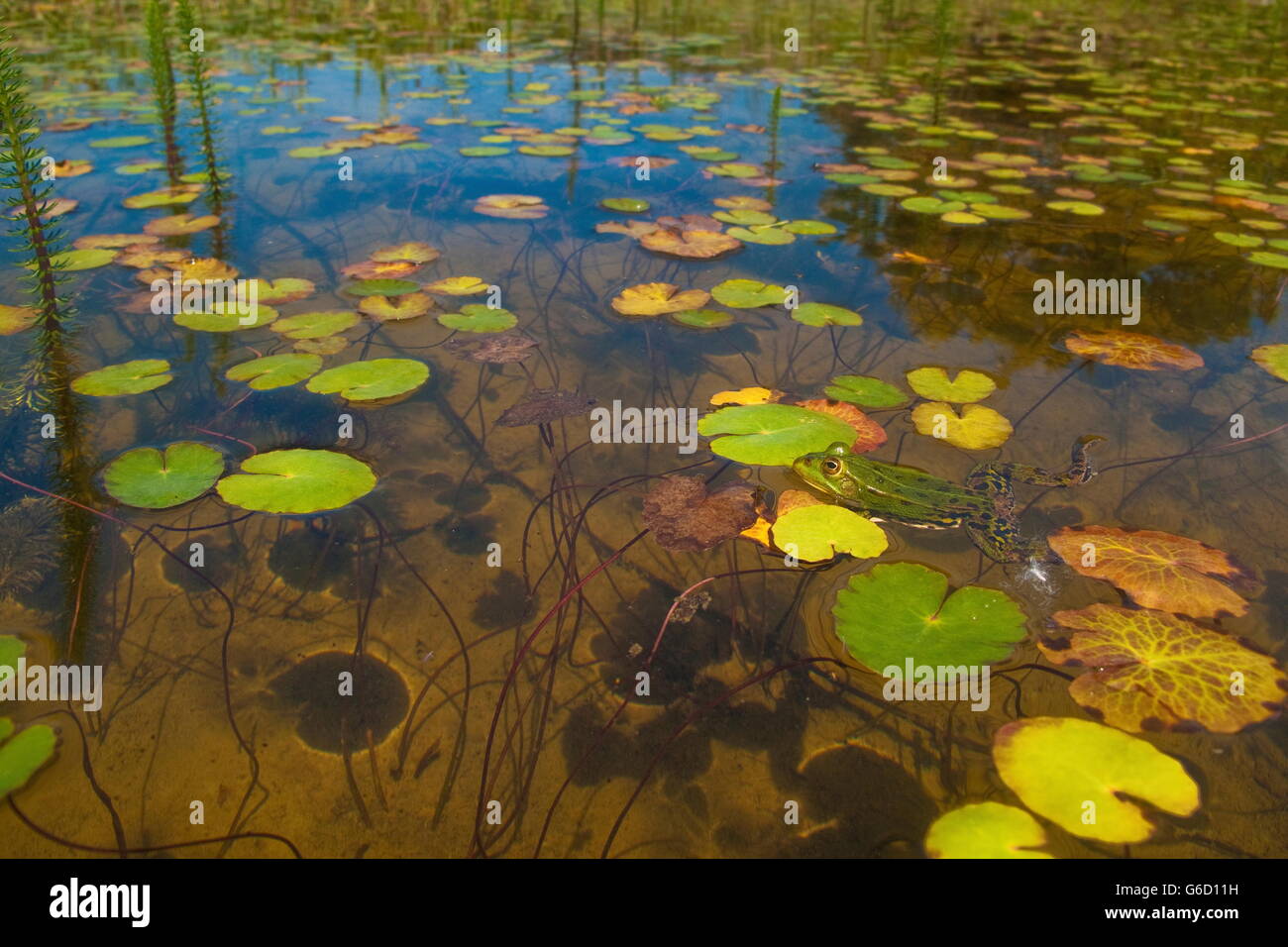 Pool Frosch, Deutschland / (außer Lessonae) Stockfoto