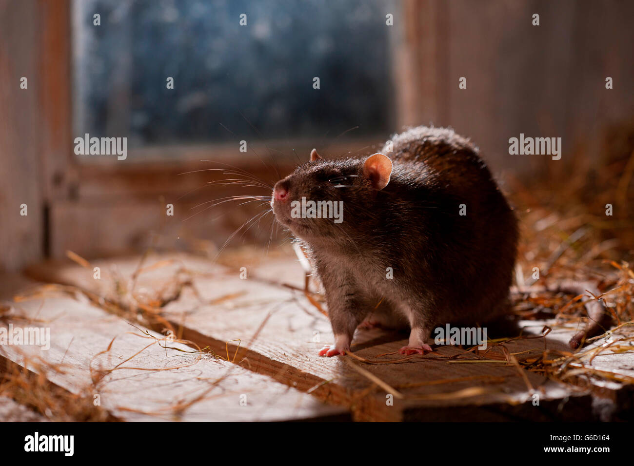 Ratte, im Tierheim, Deutschland / (Rattus Norvegicus Forma Domestica) Stockfoto