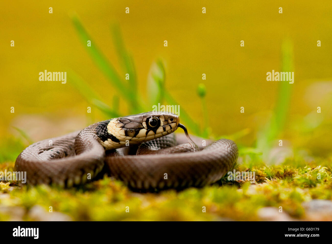 Ringelnatter, jung, Deutschland / (Natrix Natrix) Stockfoto