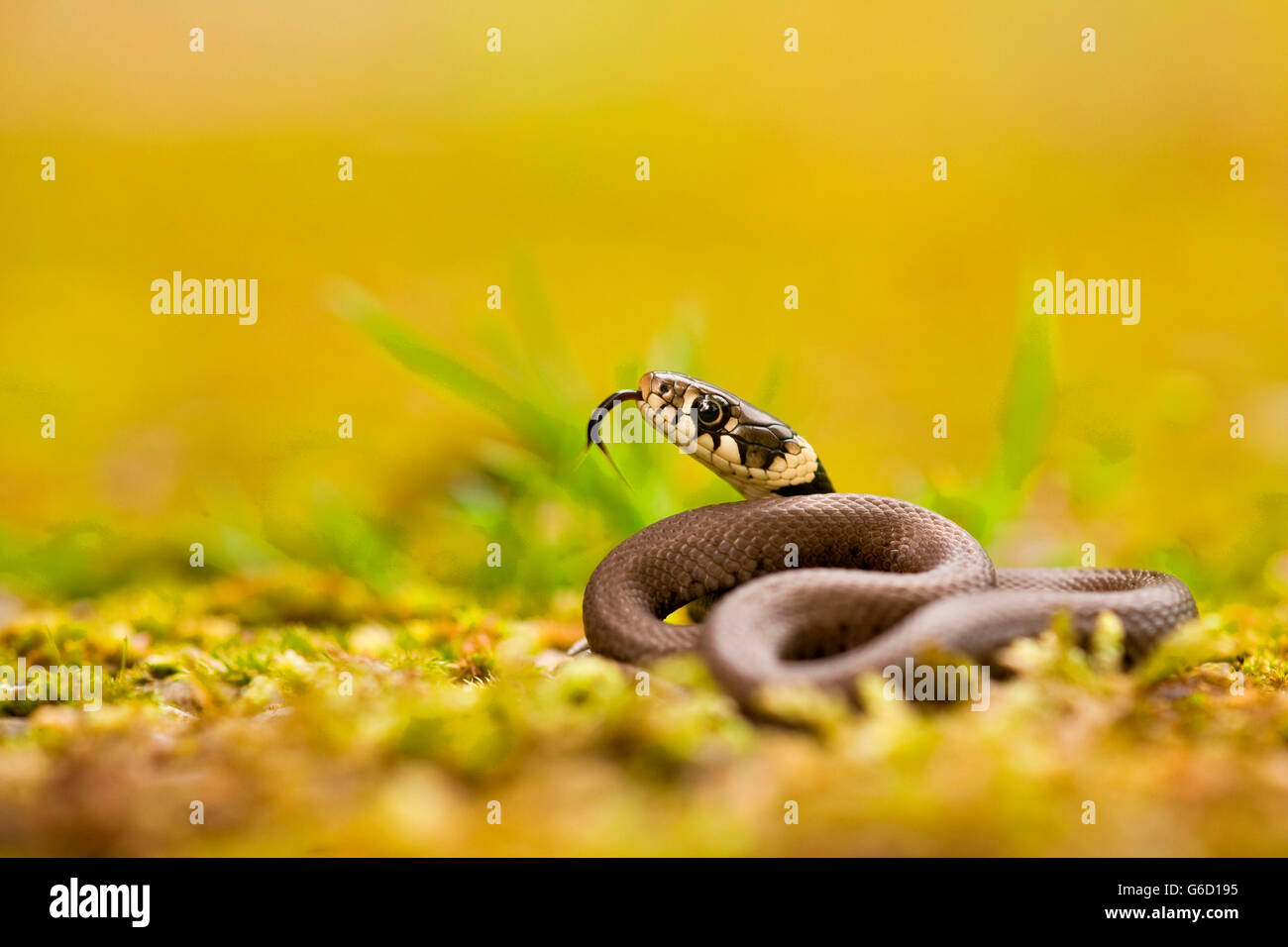 Ringelnatter, jung, Deutschland / (Natrix Natrix) Stockfoto