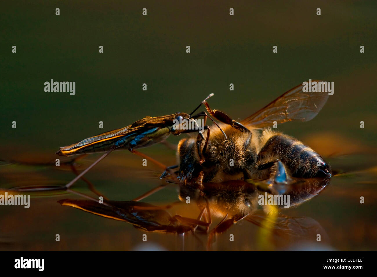 gemeinsamen Teich Skater, Honigbiene, Deutschland / (Gerris Lacustris), (Apis Mellifera) Stockfoto