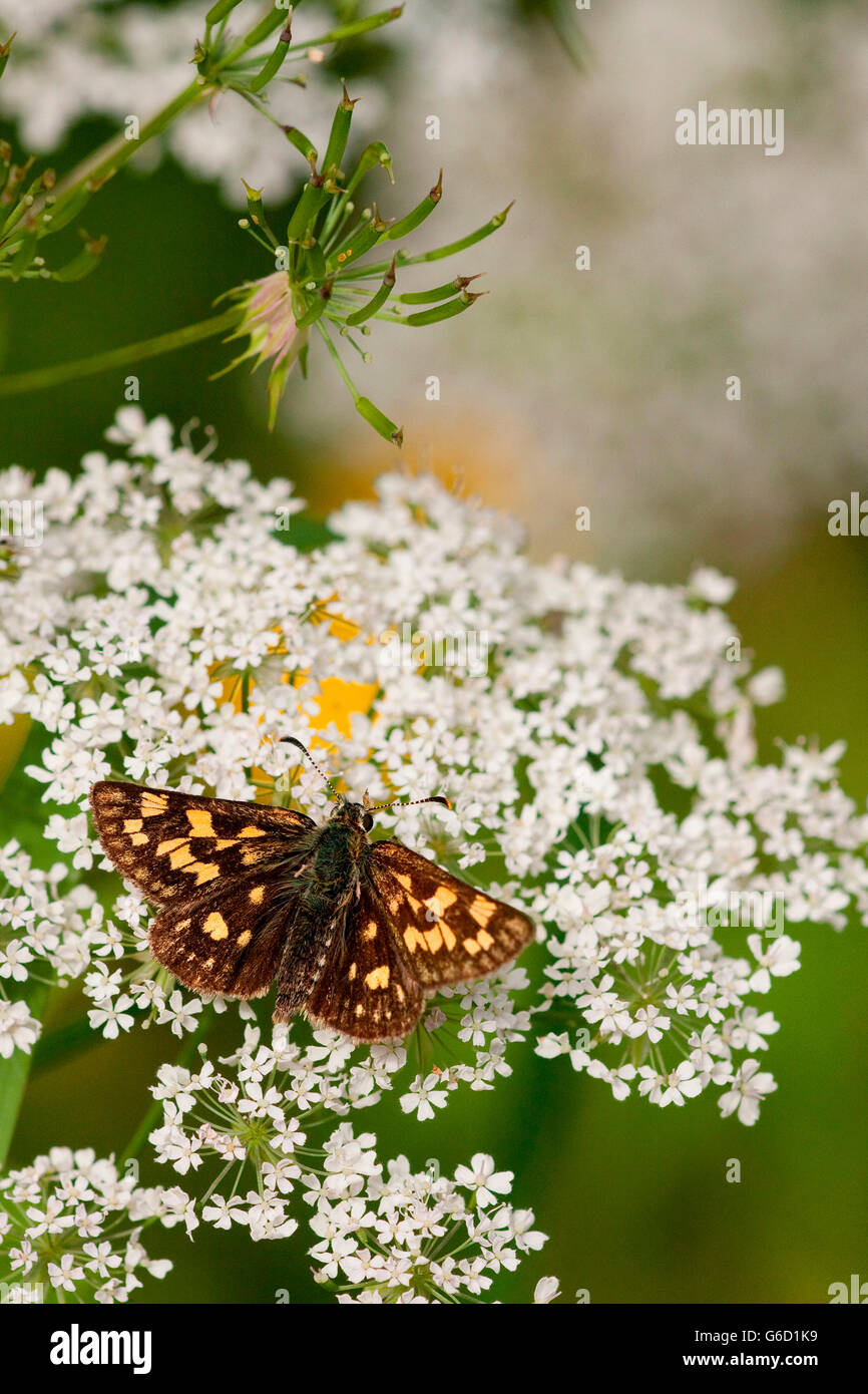 Karo-Skipper, Deutschland / (Carterocephalus Palaemon) Stockfoto