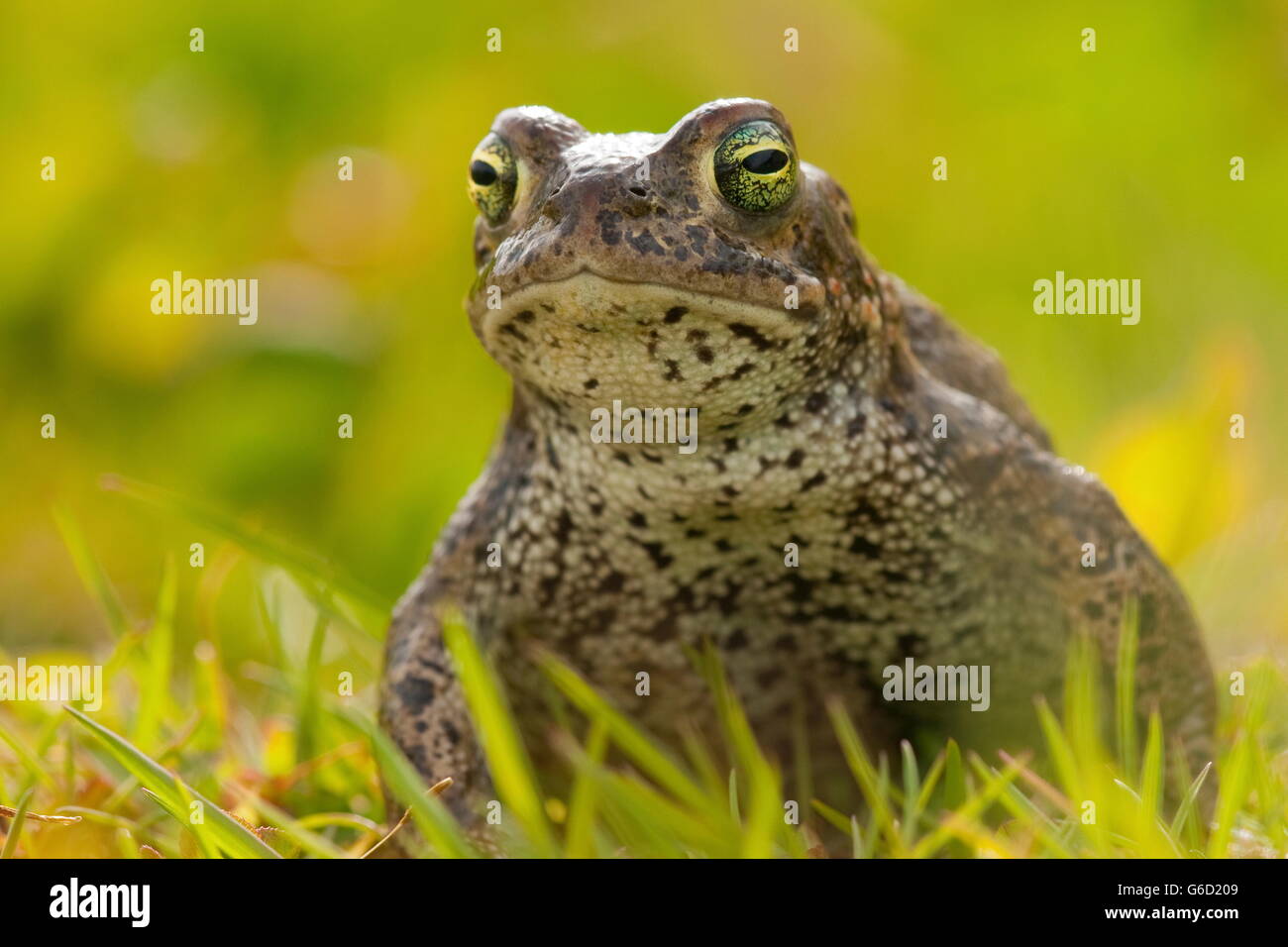 Natterjack Kröte, Deutschland / (Epidalea Calamita) Stockfoto