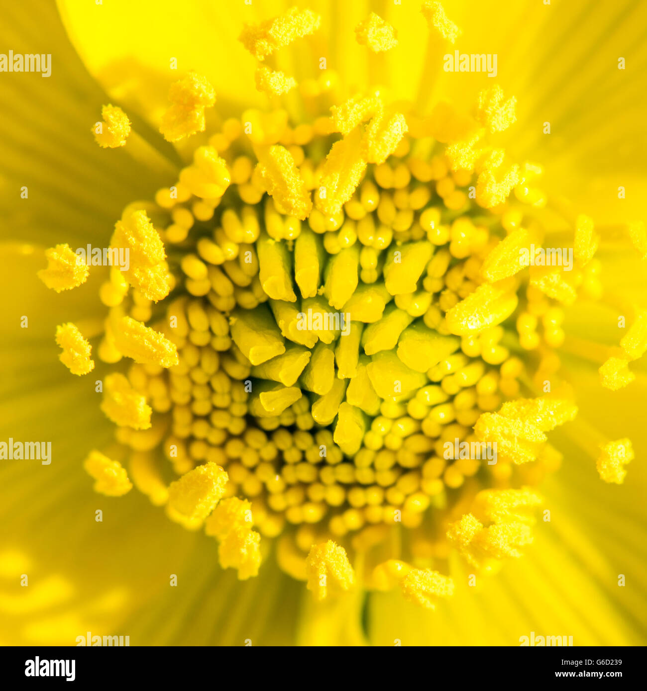 Makroaufnahme einer Blume Blüte gelb Marsh marigold Stockfoto