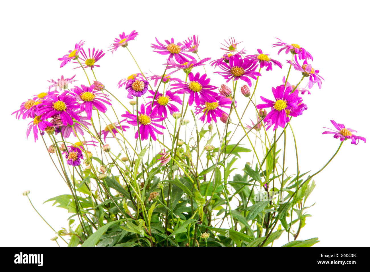 Isolierte blau Dasy Blume (Brachyscome Multifida Magenta Delight) Stockfoto