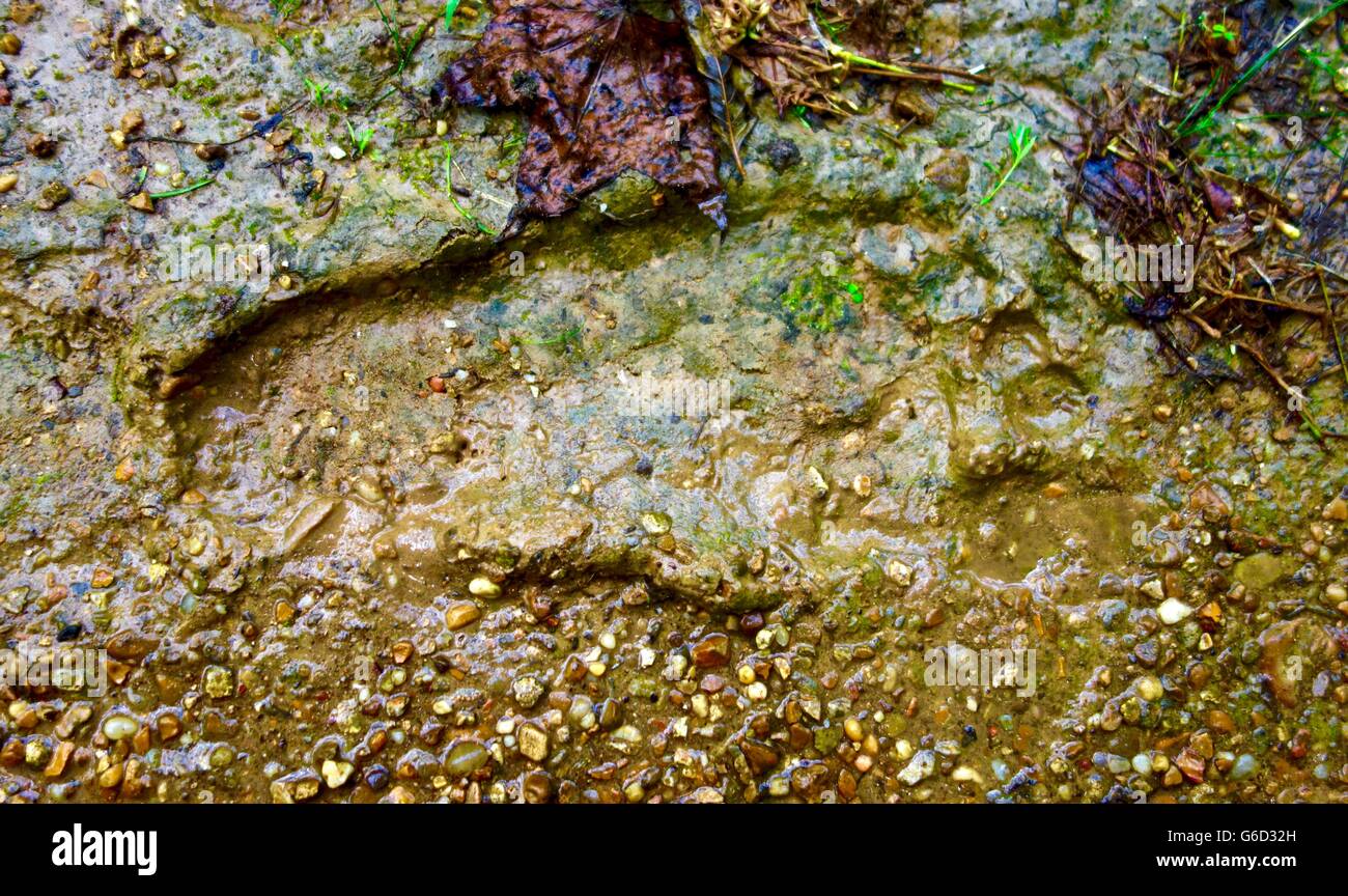 Nahaufnahme von einem zweiten auf einen Kies-Weg Stockfoto