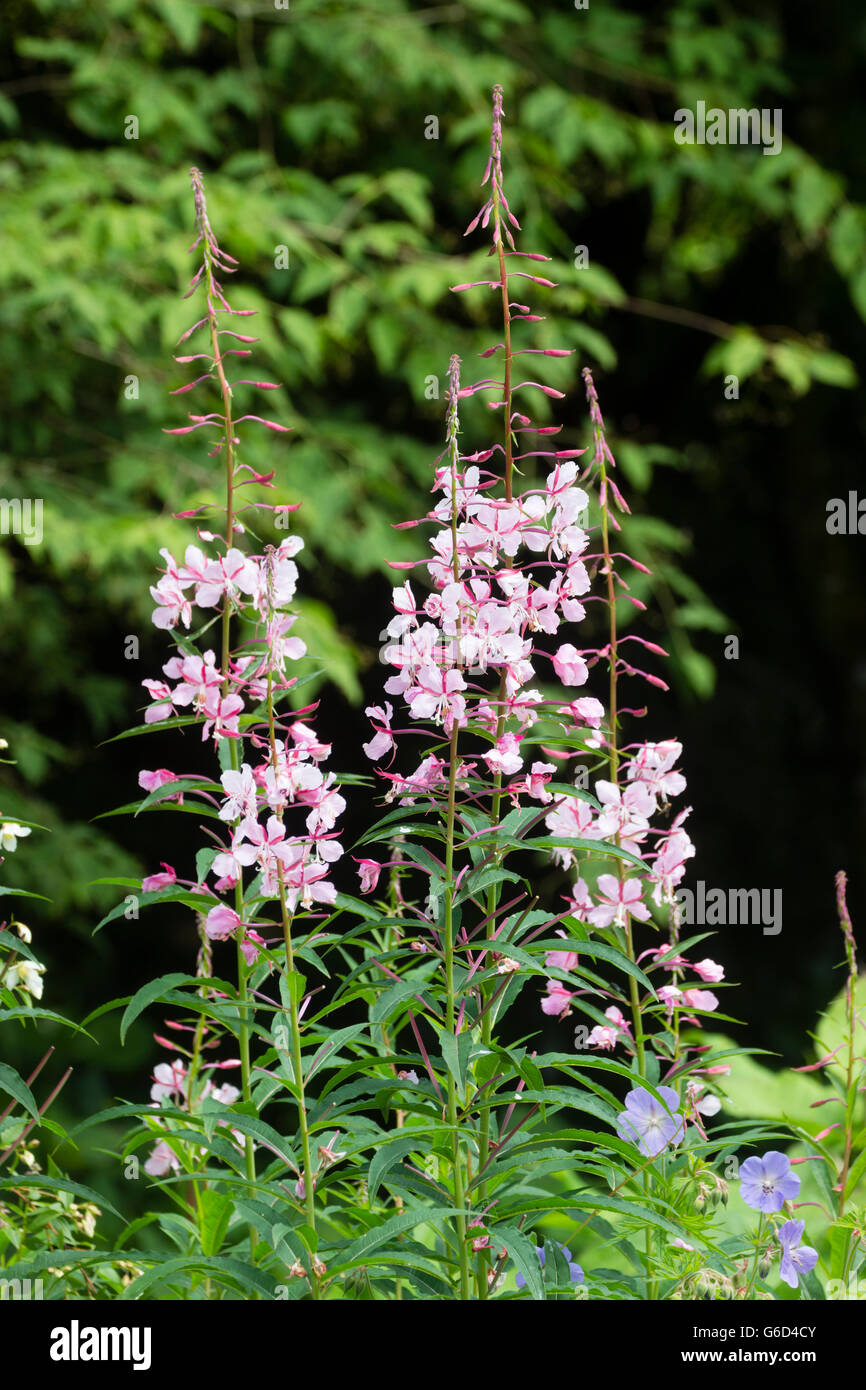 Große Blume Spitzen der ausgewählten Form der Rosebay Willow Herb, Chamaenerion Angustifolium "Stahl Rose" Stockfoto