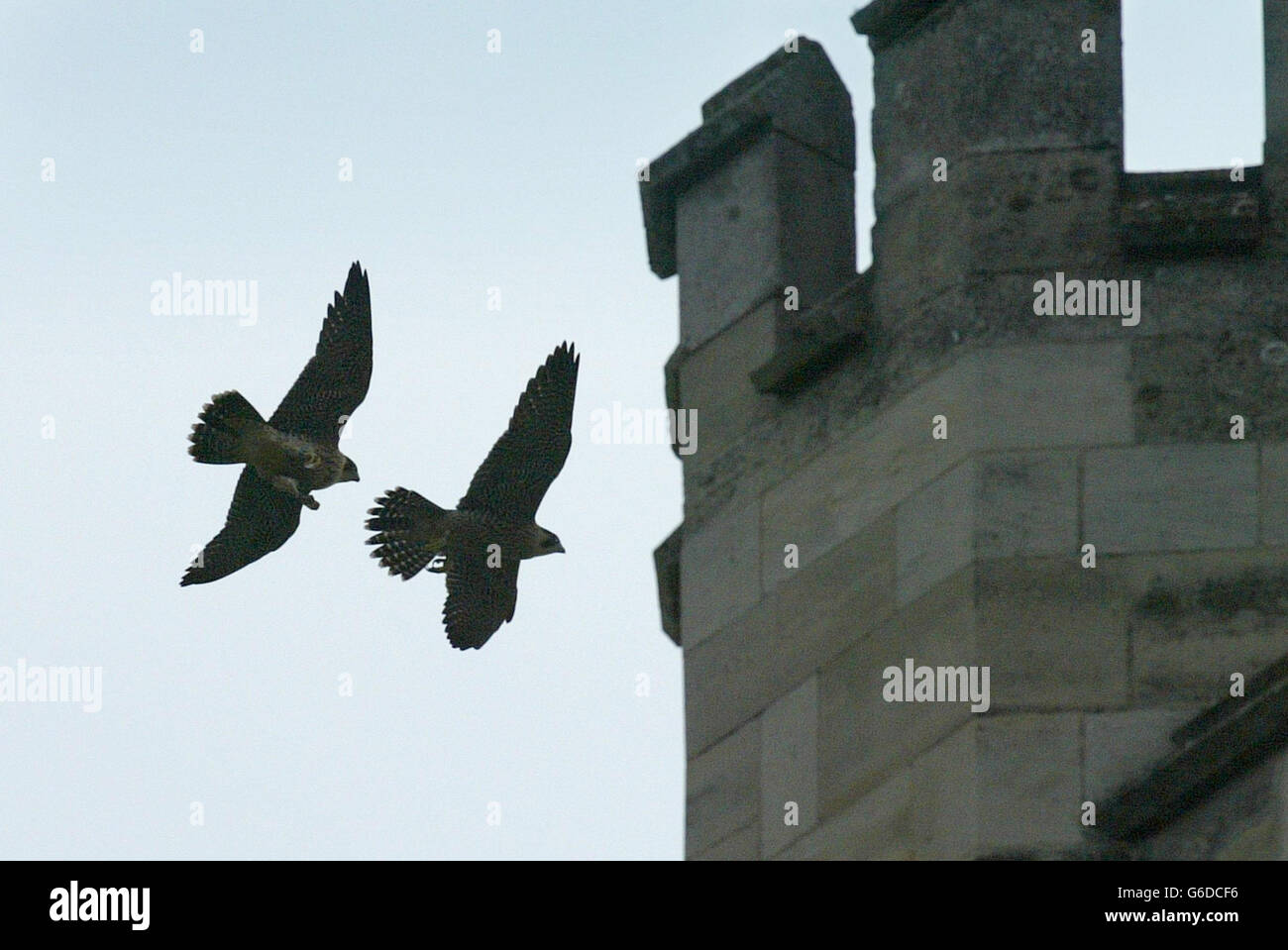 Zwei junge Peregrine Falcons, die in einer Klappe „twitchert“, lernen, vom Turm der 900 Jahre alten Kathedrale von Chichester in West Sussex aus zu fliegen. Es ist erst das zweite Jahr, dass ein Paar der seltenen Vögel vier Nachkommen aus einem Nistkasten hoch im Turm gezüchtet hat. * die Zahl der Rasse hat sich erhöht, nachdem sie stark durch den Einsatz von Pestiziden in den 1950er und 1960er Jahren betroffen. Stockfoto