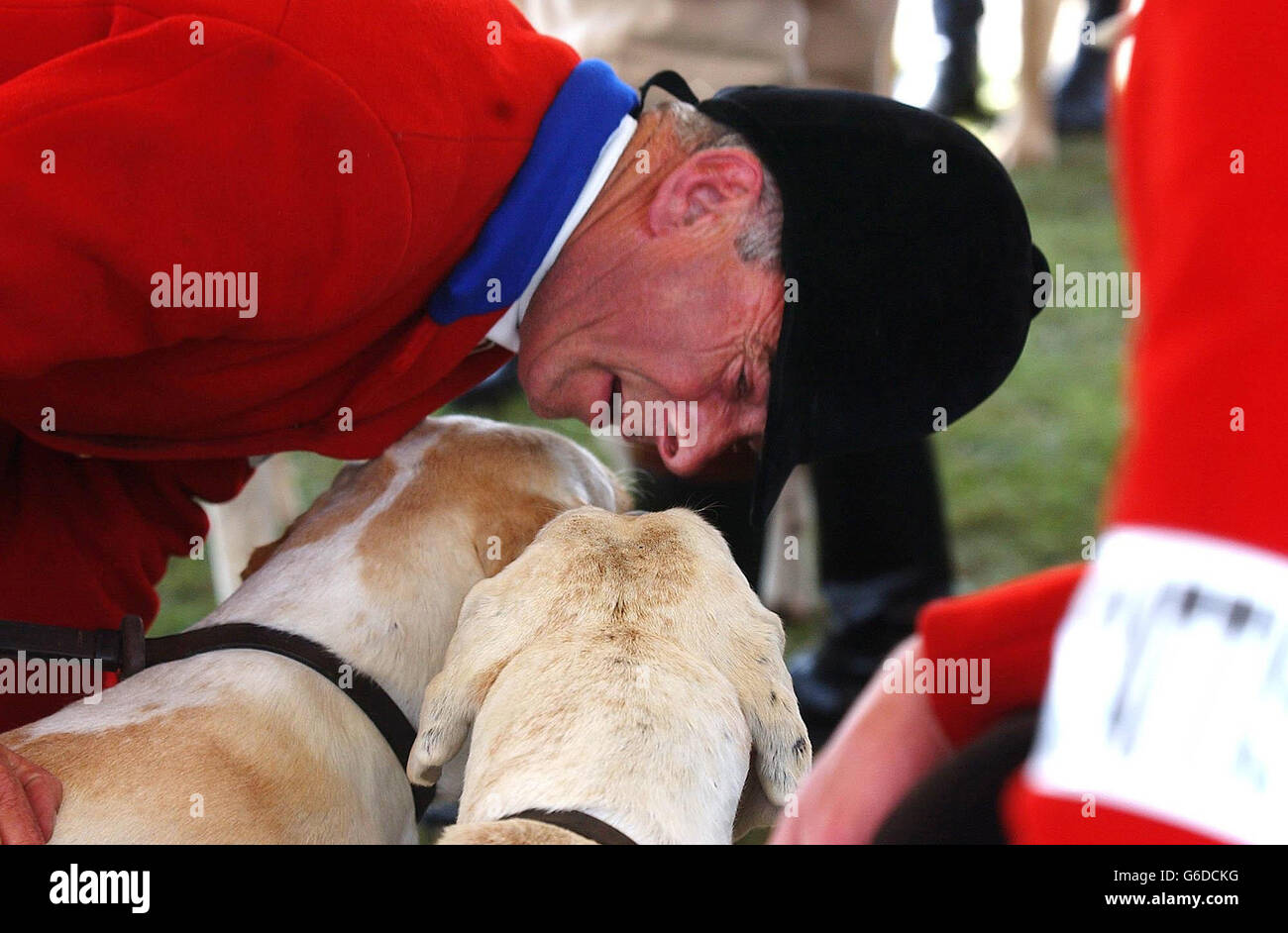 Jagdhunde aus über das Vereinigte Königreich verteilten Jagden warten darauf, vor den Richtern der Hound Class auf der Great Yorkshire Show in Harrogate zu stehen. Stockfoto