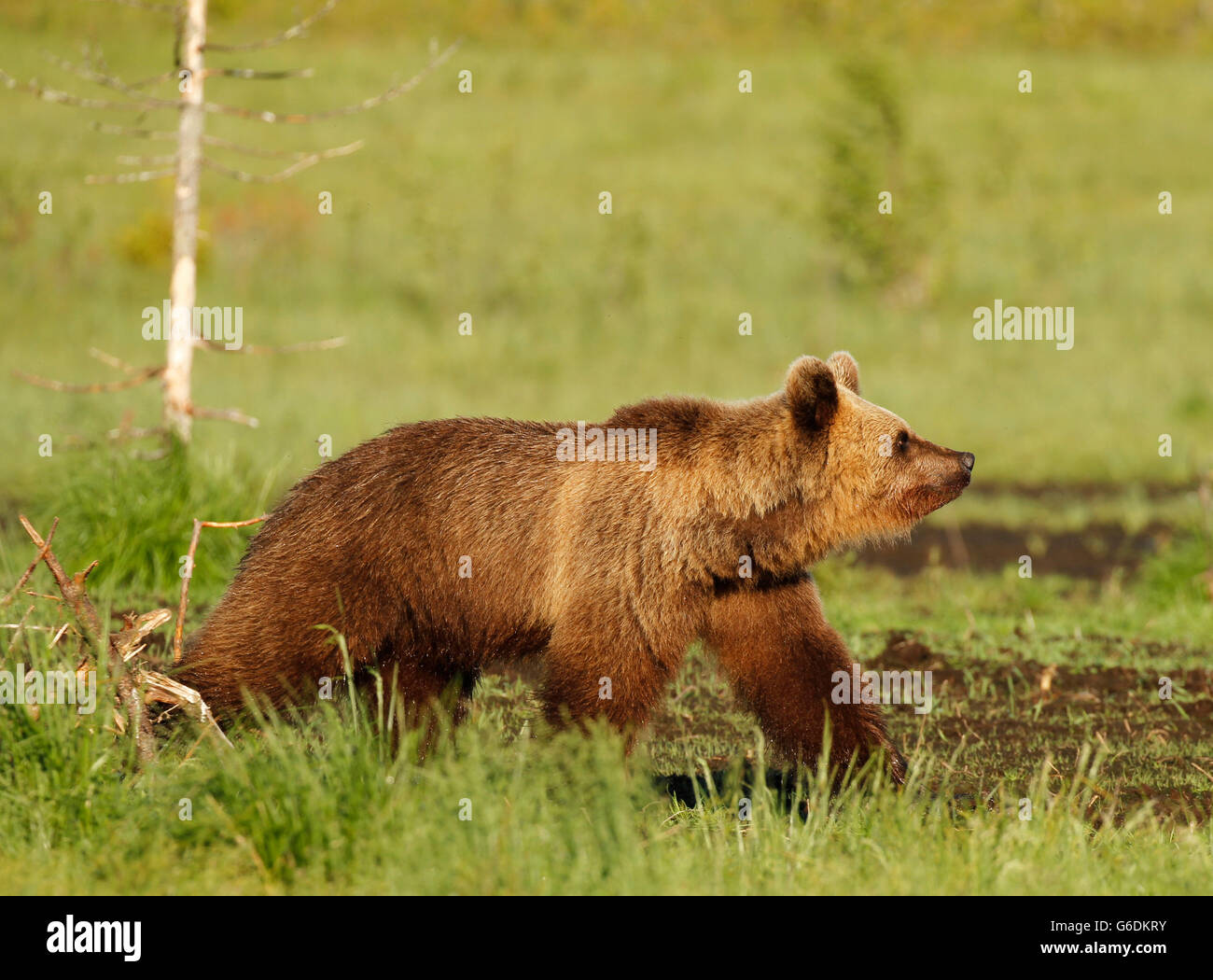 Eurasische Braunbären (Ursus Arctos Arctos) in Kuusamo in Finnland, in der Nähe der russischen Grenze. Stockfoto