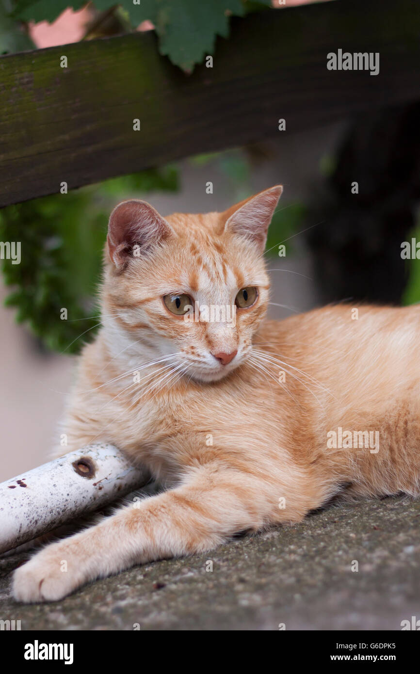 Junge Ingwer Katze mit großen Augen auf Beton im Garten entspannen Stockfoto