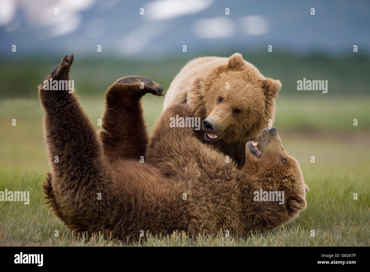 USA, Alaska, Katmai Nationalpark, Braunbären (Ursus Arctos) Ringen in der Wiese entlang Hallo Bay Stockfoto