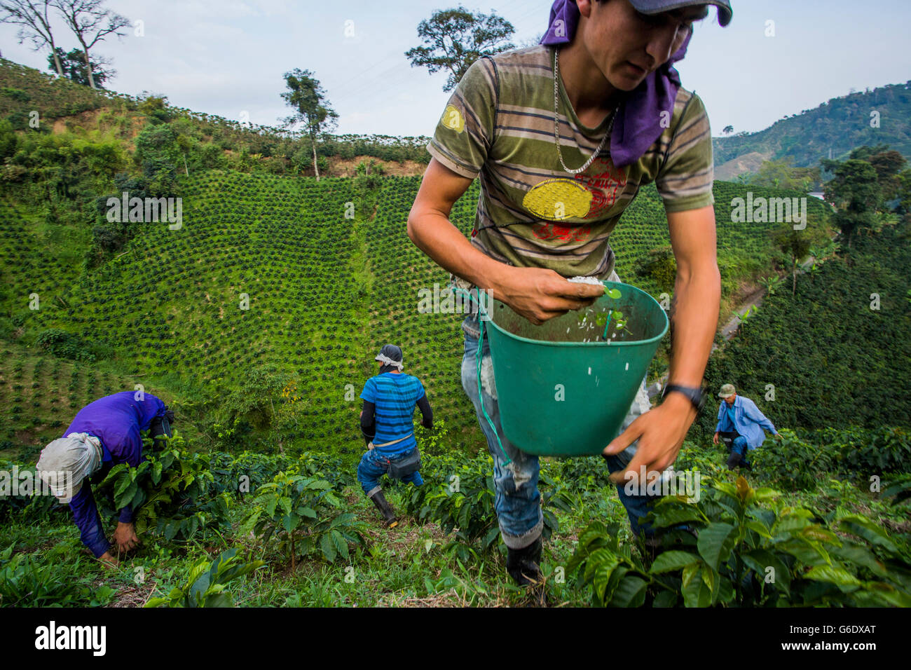 Jesus Alberto Dazza schöpft Dünger auf der Basis von jungen Kaffeepflanzen im ländlichen Hochland Kolumbiens Kaffee Achse. Im Hintergrund, Luis Fernandez (Mitte), Dario Valencia (links), Jaime Arien (links) Stockfoto