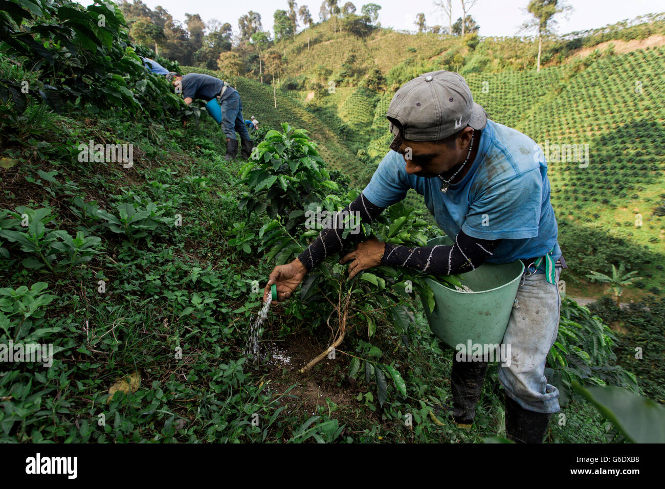 Ein junger Mann gießt Dünger am Fuße des jungen Kaffeepflanzen auf einer Kaffee-Farm in ländlichen Kolumbien. Stockfoto