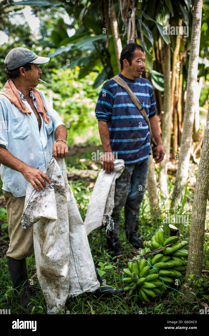 Zwei Männer arbeiten zusammen bei der Ernte Kaffeebohnen auf einem Bauernhof im ländlichen Kolumbien. Stockfoto