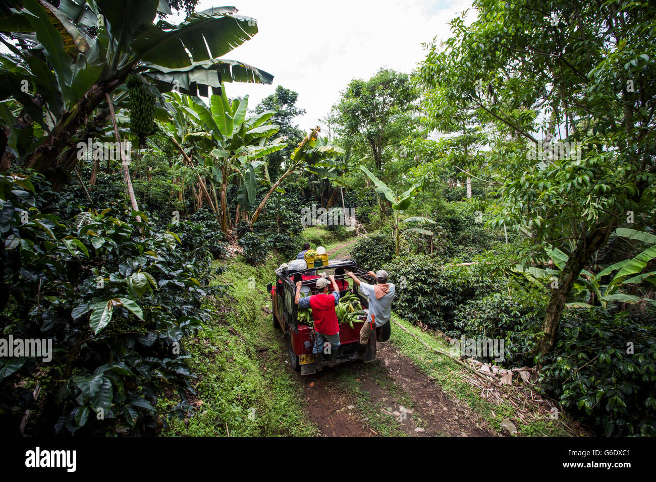 Eine Gruppe von Menschen fahren auf einem Auto, wie sie Bananen aus dem dichten Wald in ländlichen Kolumbien zu schleppen. Stockfoto