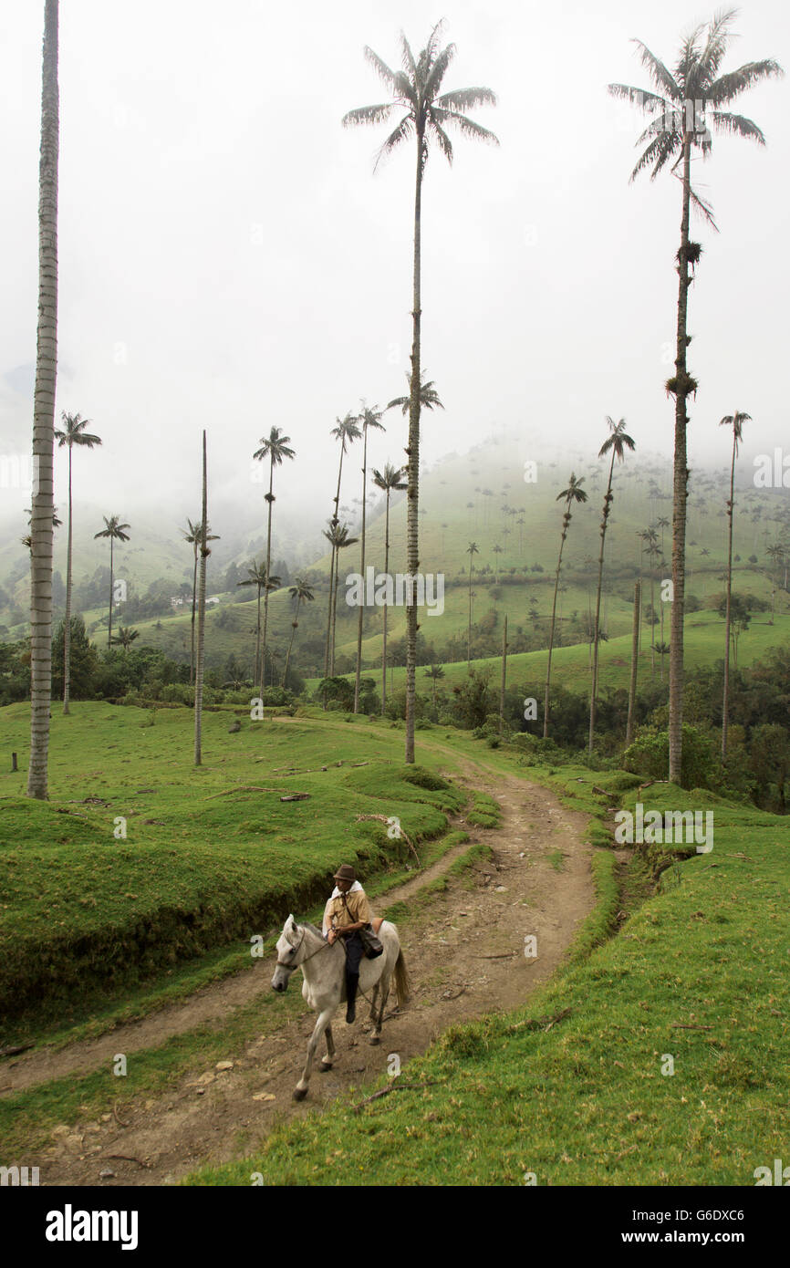 Ein Mann reitet auf seinem Pferd entlang eines Feldwegs in Valle de Cocora, ein berühmter Park in Kolumbien, wo Turm Palmen, über grüne Gräser unten. Stockfoto