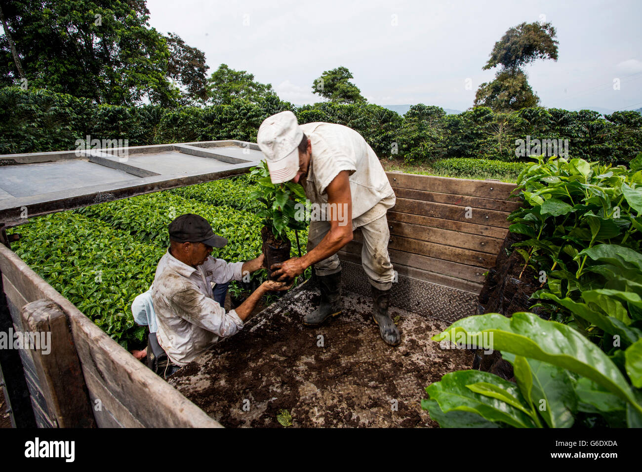 Zwei Männer laden junge Kaffeepflanzen in einen LKW vor dem Transport sie auf ein Feld, wo sie auf einem Bauernhof in Manizales, Kolumbien gepflanzt werden. Stockfoto