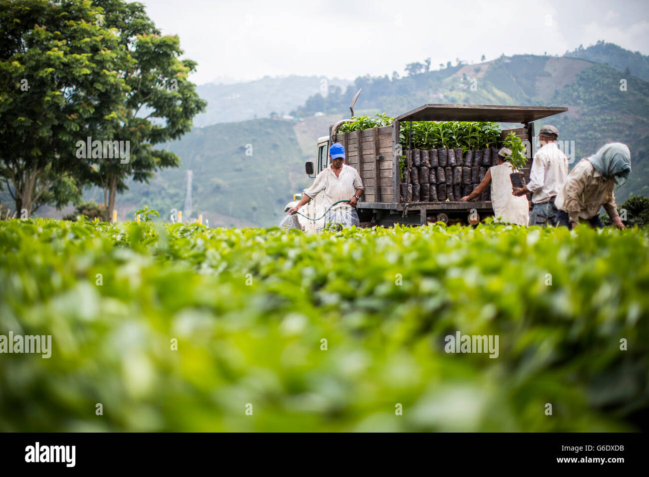 Arbeiter ernten junge Kaffeepflanzen, um sie auf andere Felder in Manizales, Kolumbien, zu verlagern. Stockfoto