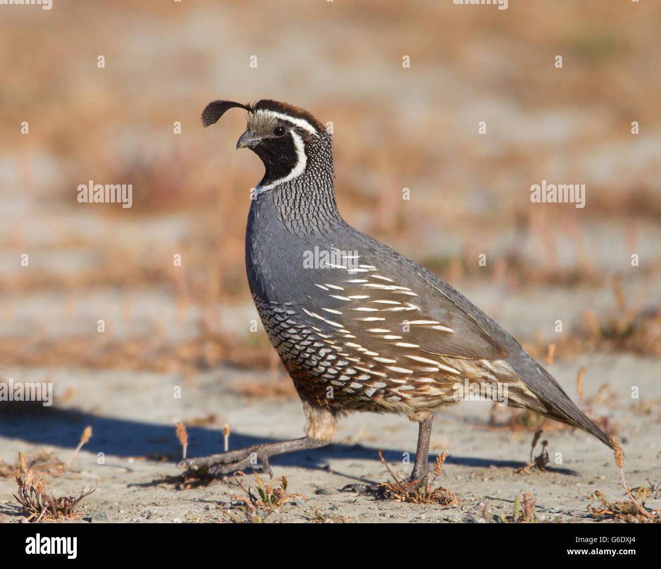 Kalifornien Wachteln Stockfoto