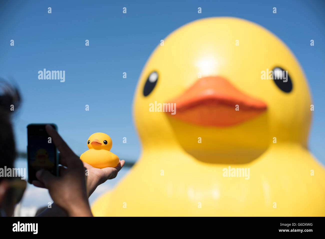 Ein Mann nimmt ein Bild von einem kleinen Rubber Duckie vor eine riesige Gummiente, die auf dem Display in Long Beach, Kalifornien, am 21. August 2014 war. Stockfoto