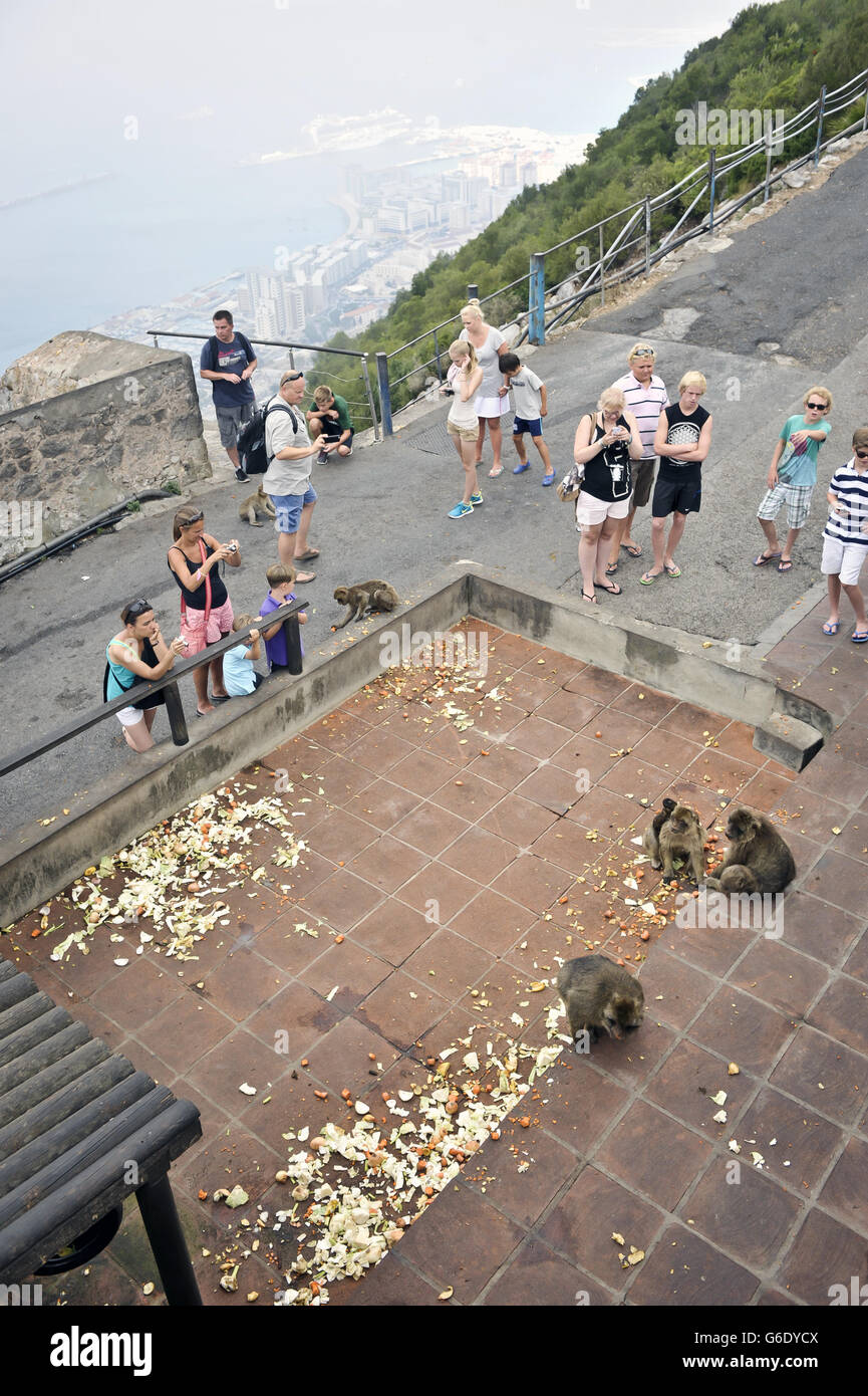Reisestacks - Gibraltar. Touristen fotografieren Barbary-Makaken auf dem Felsen von Gibraltar. Stockfoto