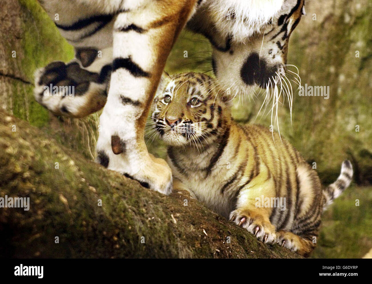 Eines von drei im März geborenen Amur-Tigerkeuben mit ihrer Mutter Sasha, die nach der Eröffnung des neuen Geheges durch den Booker-Preis-Gewinner Yann Martel in den Zoo von Edinburgh in die Öffentlichkeit ging. Die Anlage wurde umgestaltet, um Mama Sasha, *..Papa Yuri und den drei Jungen Vlad, Shilka und Zeya den fünffachen Platz zu bieten, den sie zuvor hatten. Der Amur-Tiger wird von der Weltnaturschutzunion offiziell als gefährdet anerkannt, vor allem aufgrund der Überjagung seiner Haut- und Körperteile für die traditionelle Medizin. Stockfoto