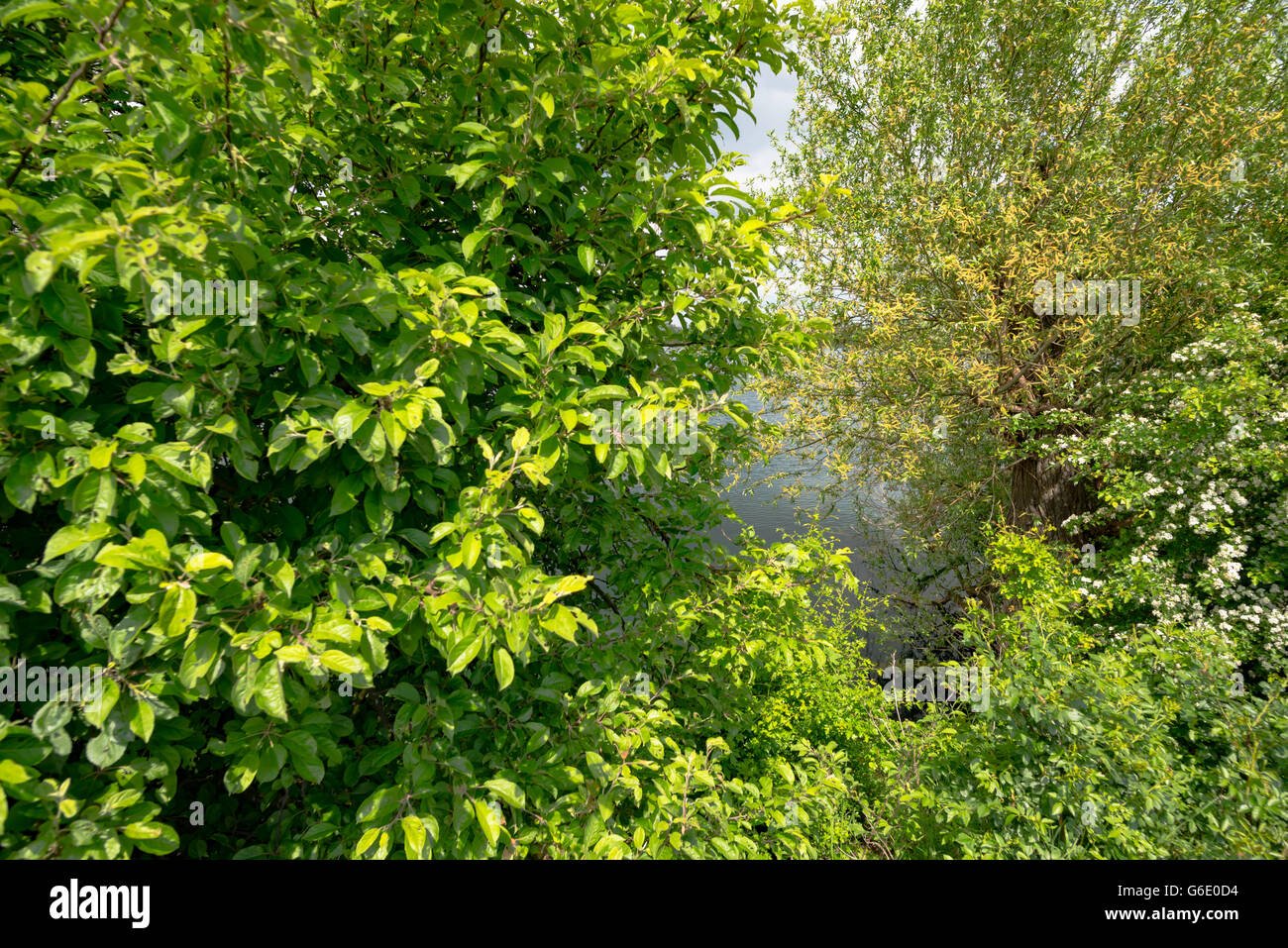 Grüner Baum im Park in Deutschland Stockfoto