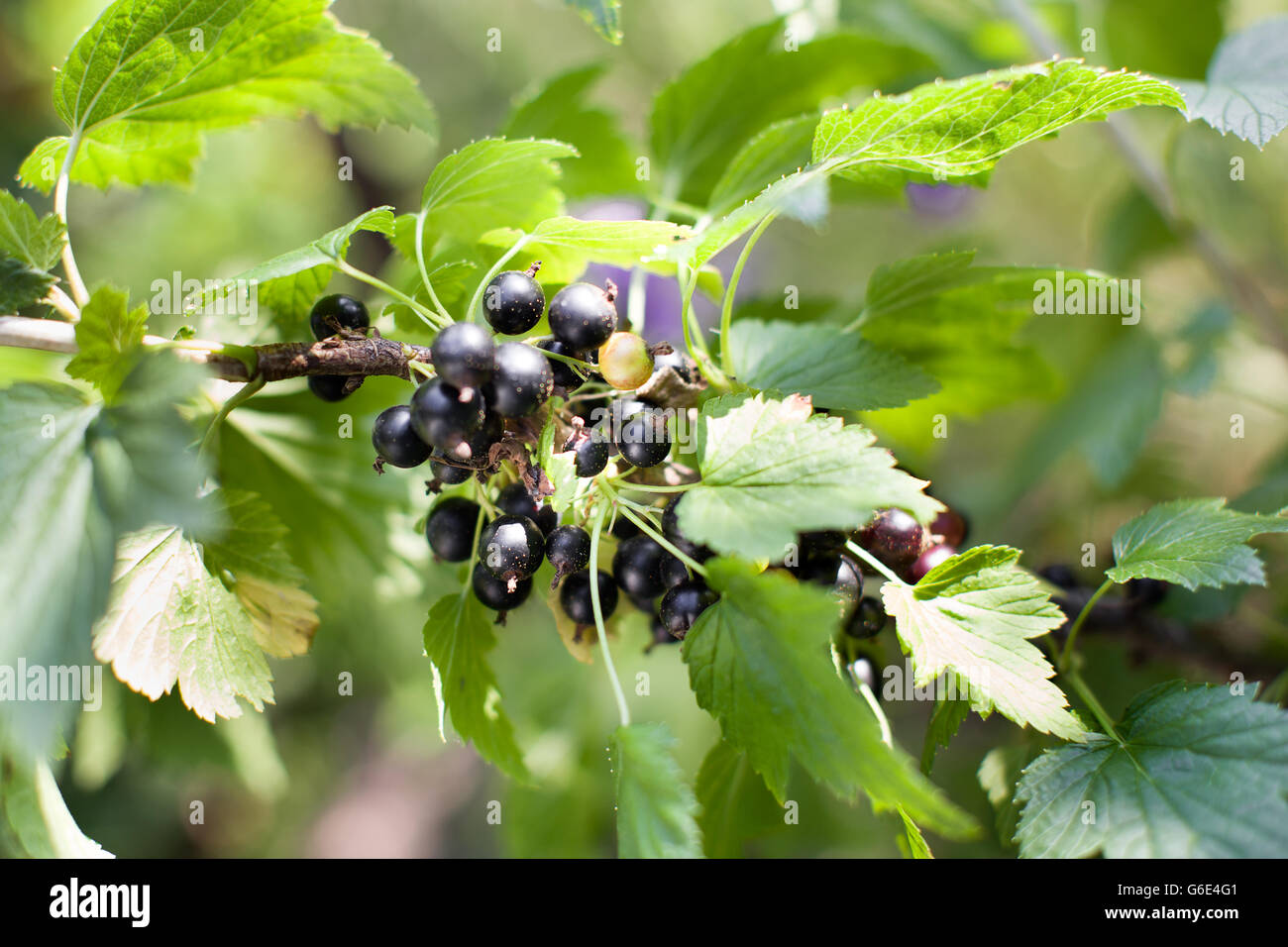 Reifen Beeren auf der Website Stockfoto