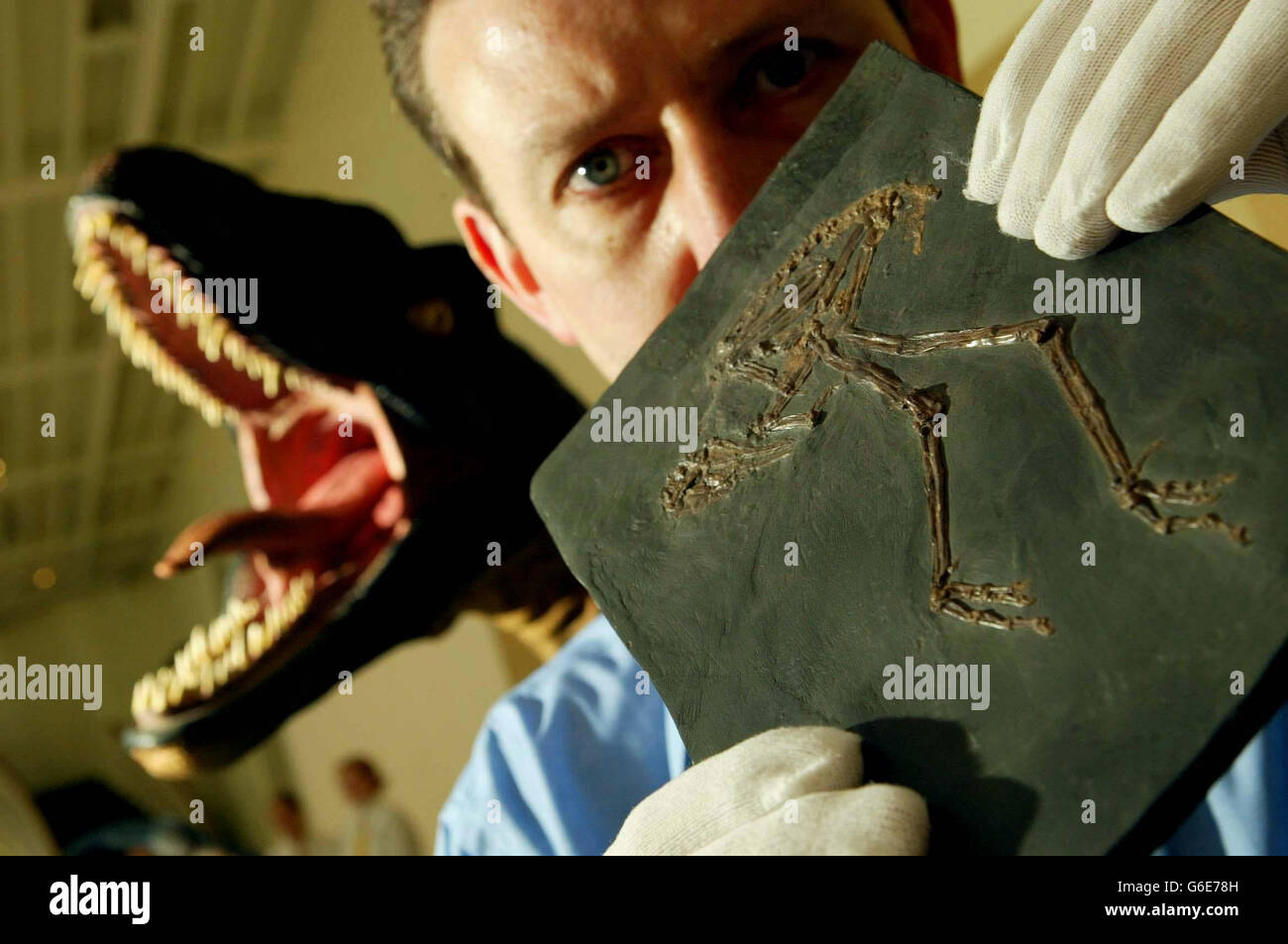 Ein Zoologe hält das 50 Millionen Jahre alte Messelornis Cristata Fossil während der ersten Ausstellung des Dino-Vogels: Gefiederte Fossilien aus China im Royal Museum, Edinburgh. Unter den Exponaten befand sich ein 124 Millionen Jahre altes Fossil, *.., das sich als das fehlende Bindeglied zwischen fleischfressenden Dinosauriern und Vögeln erwies. Die federgesäumten Überreste von dem, was als Fuzzy Raptor bezeichnet wird, wurden vor drei Jahren von lokalen Bauern in der Provinz Laioning im Nordosten Chinas entdeckt. Stockfoto