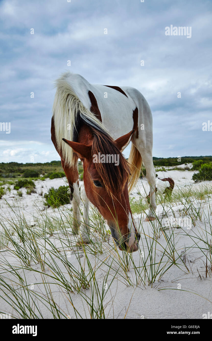 Ponys an einem Strand in den USA Stockfoto