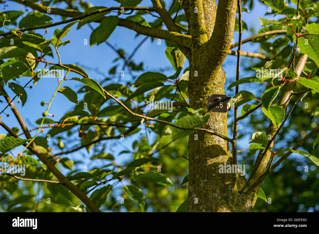 Grüner Baum im Park in Deutschland Stockfoto