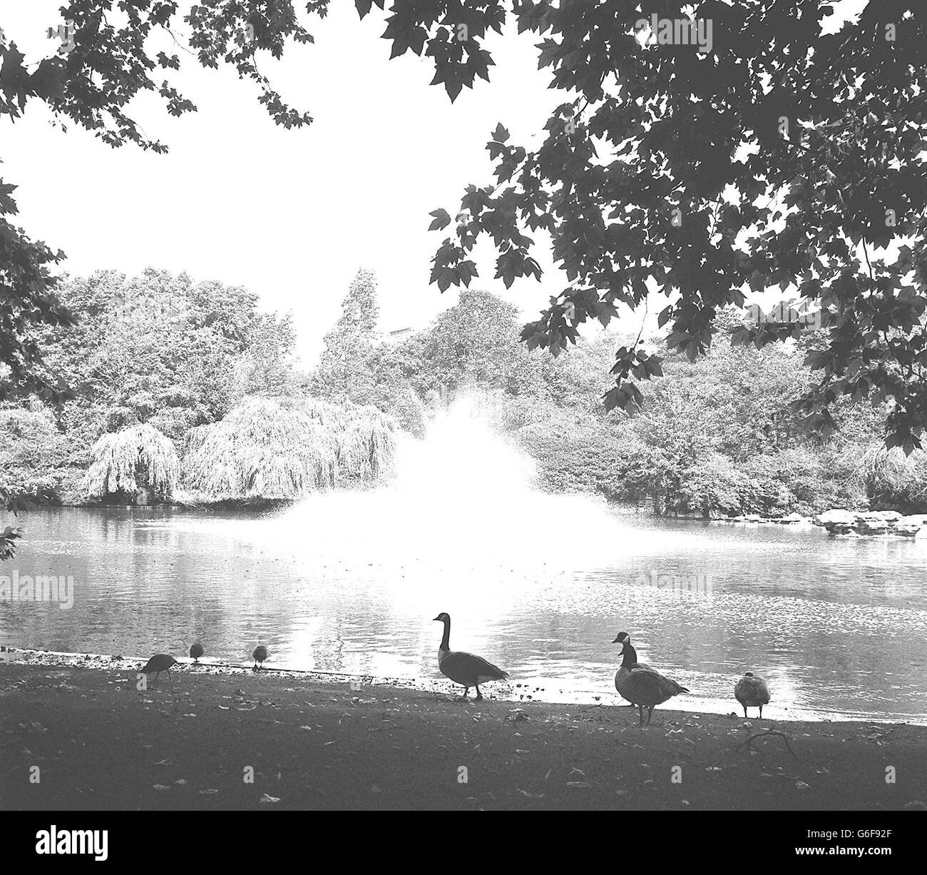 Das Spiel vor einem „Publikum“ von Vögeln ist einer der drei neuen Brunnen, die in den St. James's Park, London, gebracht wurden, um das Wasser zu lüften. Stockfoto