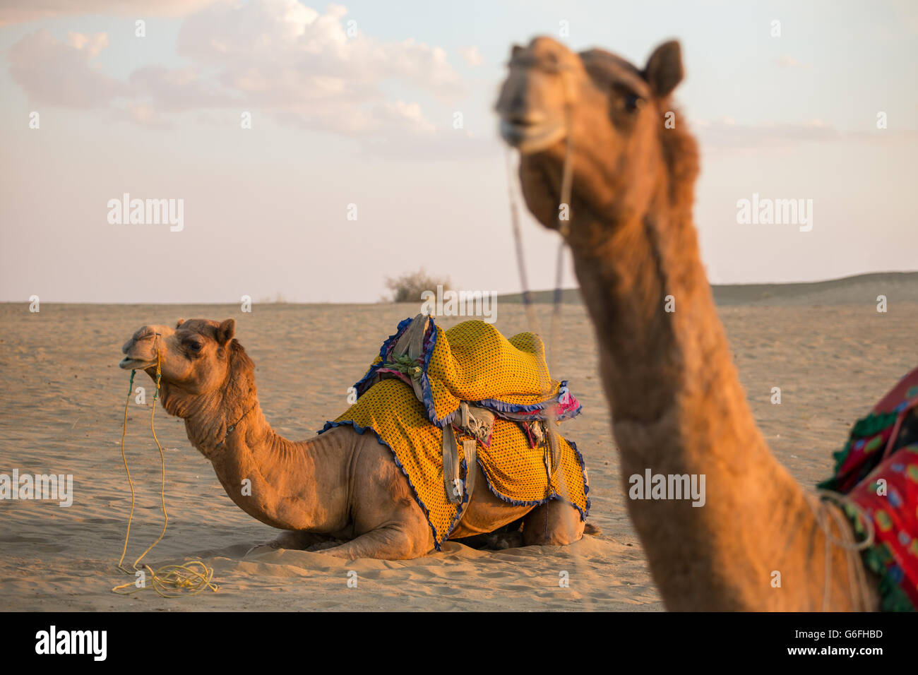 Kamele in der Wüste Thar, Rajasthan, Indien Stockfoto