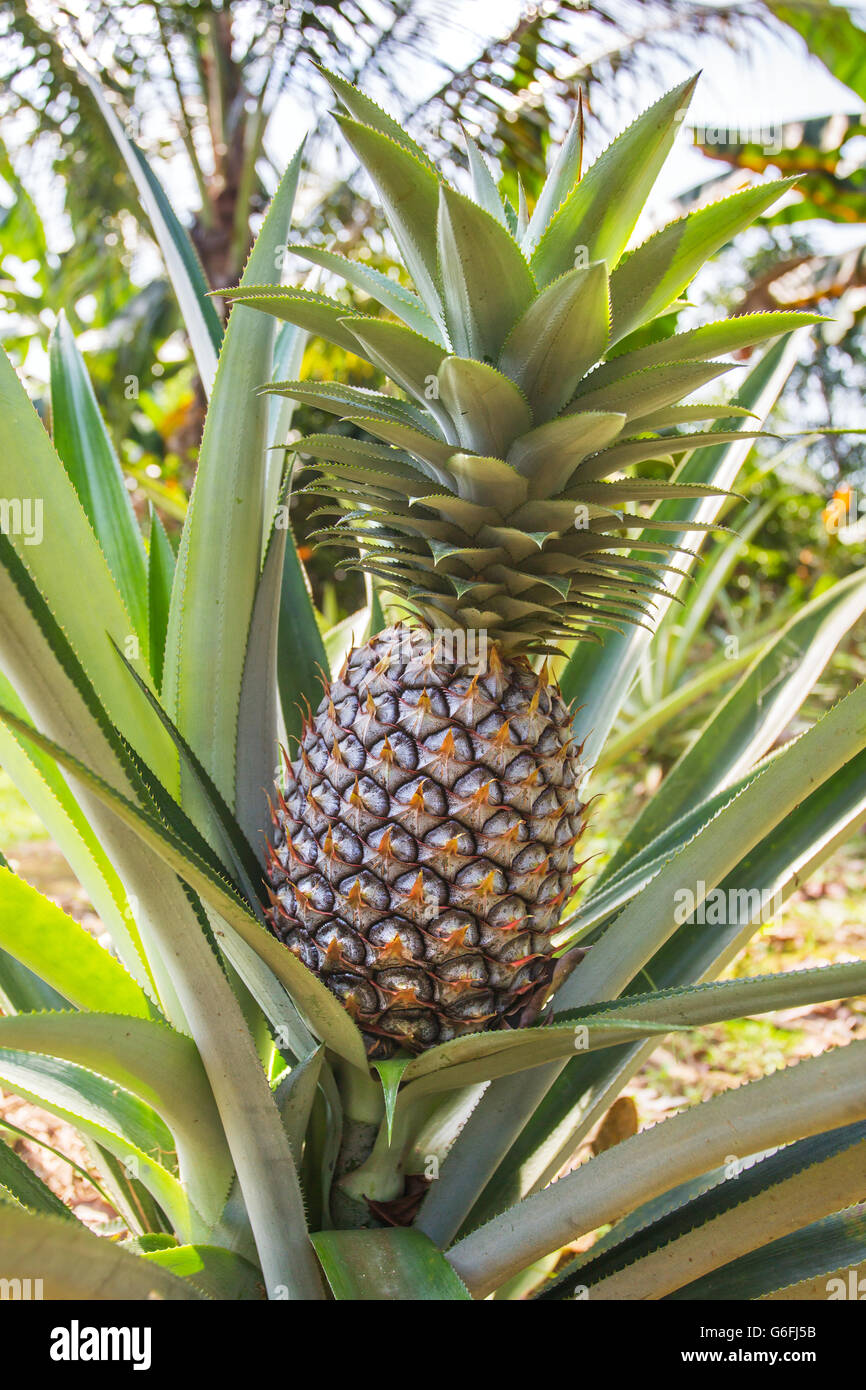Grüne Ananas wachsen auf der Plantage Stockfoto