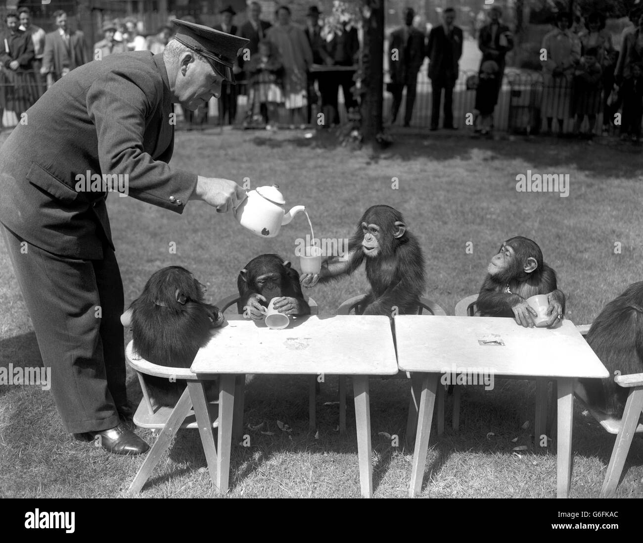 Unterhaltung - Schimpansen Tea-Party - London Zoo Stockfoto